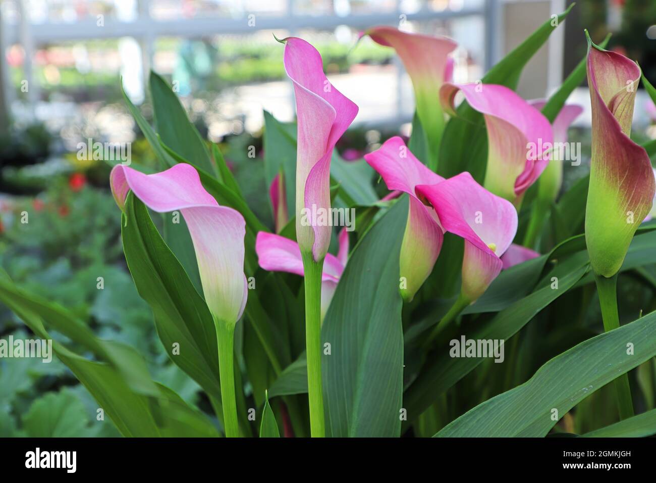 Delicate pink and white flower on a Calla Lilly Stock Photo