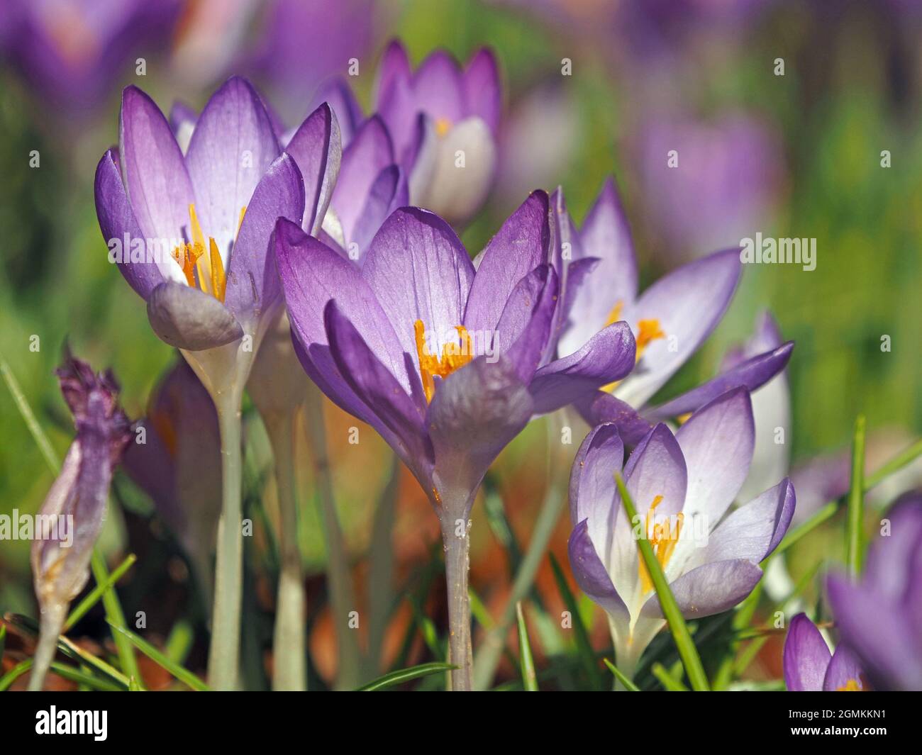 Purple crocuses (crocus vernus) shading to white with bright saffron