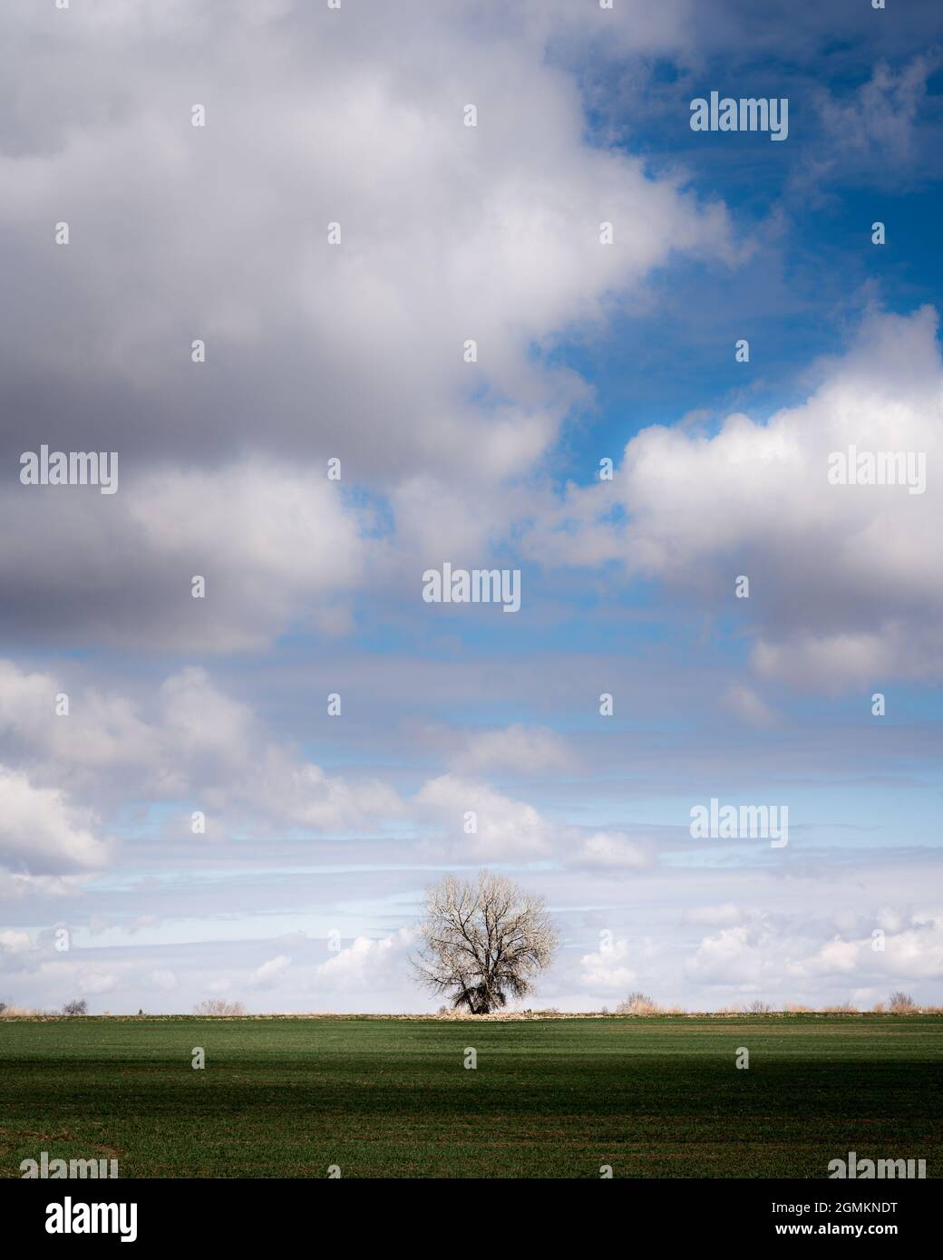 A lone tree in a field on the horizon with clouds in the sky Stock Photo