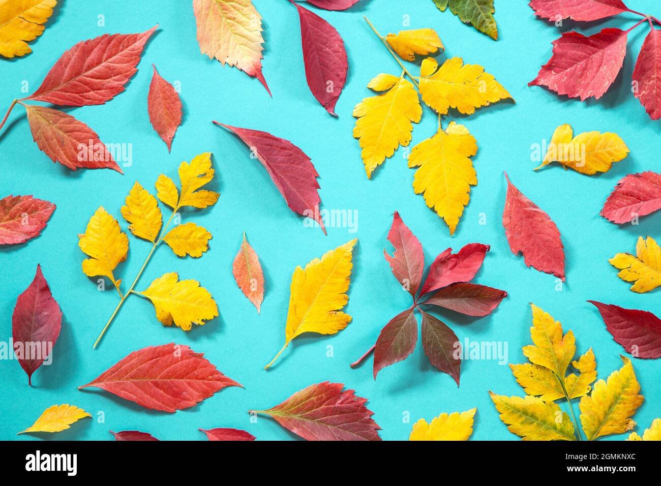 Autumn leaves on blue background Stock Photo