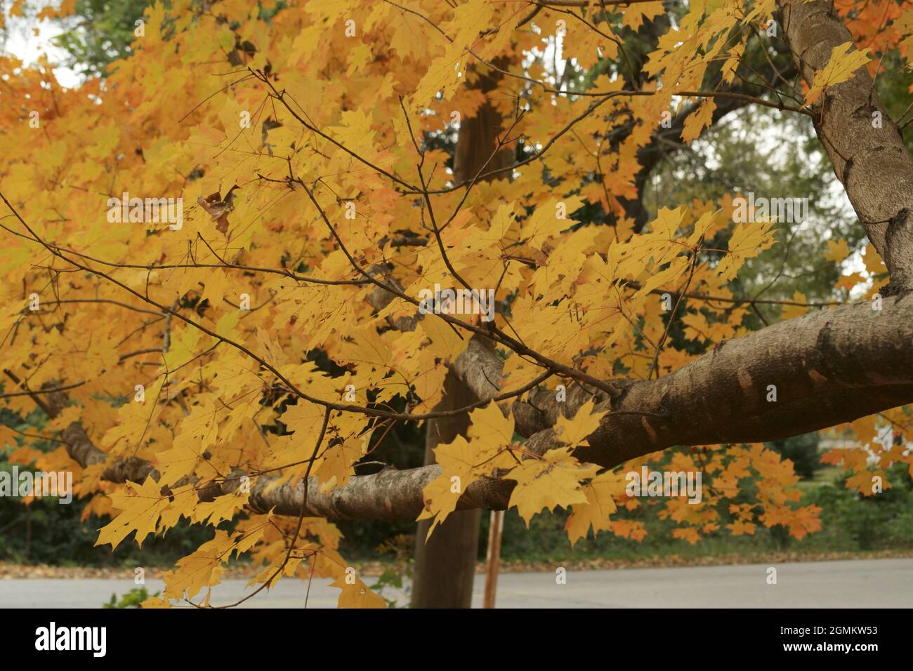 Golden yellow fall oak leaves and oak tree Stock Photo