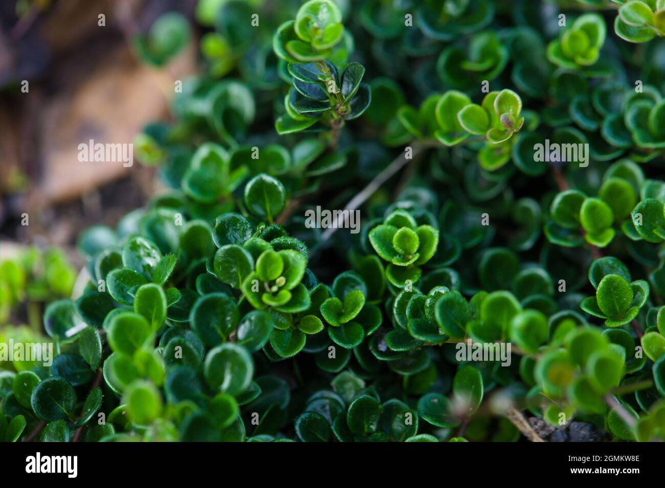 Creeping Honeysuckle / Lonicera crassifolia 'Little Honey' Stock Photo -  Alamy