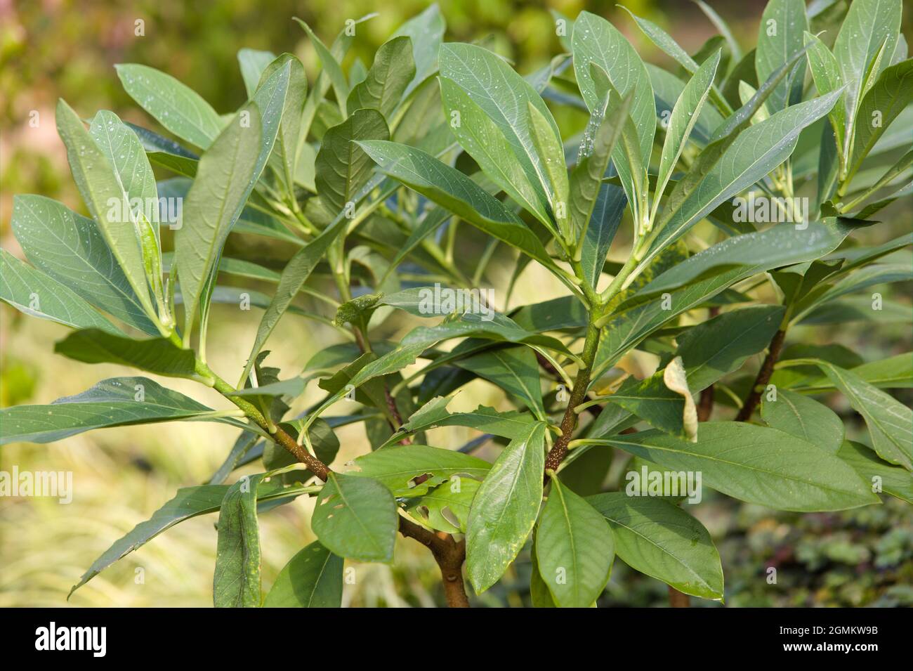 Edgeworthia chrysantha ‘Grandiflora’ Stock Photo - Alamy