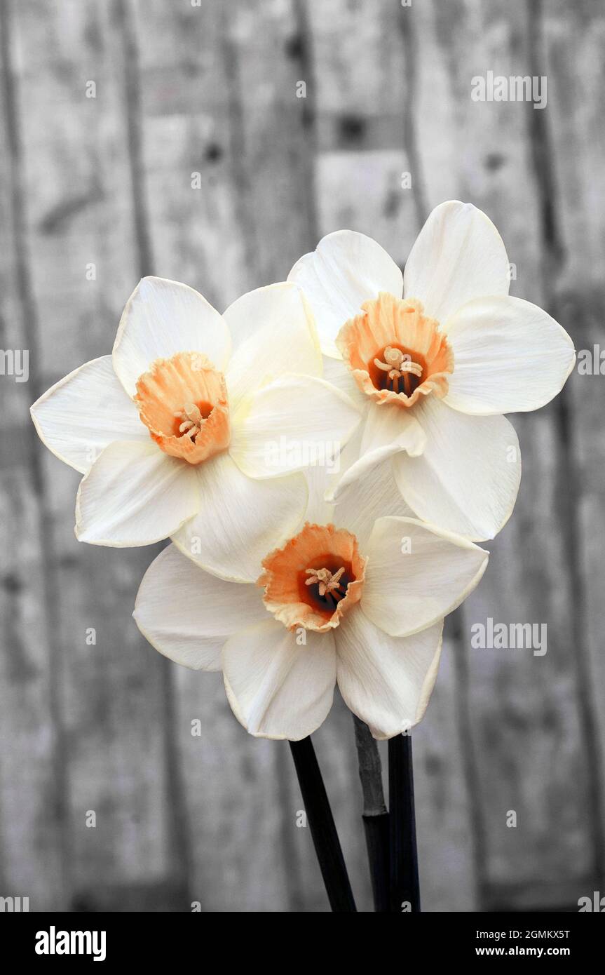 Close up of group of Narcissus Loth Lorienl in spring. A  bi colour white and yellow division 3 small cupped daffodil and a deciduous perennial Stock Photo