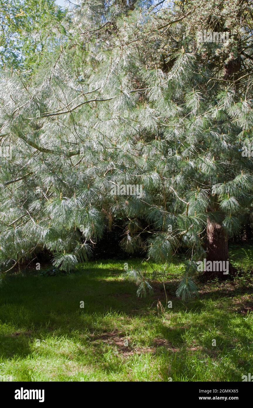 Pinus Wallichiana or Bhutan Pine a coniuferous evergreen tree with grey green to grey blue leaves or needles and is fully hardy also Himalayan pine Stock Photo