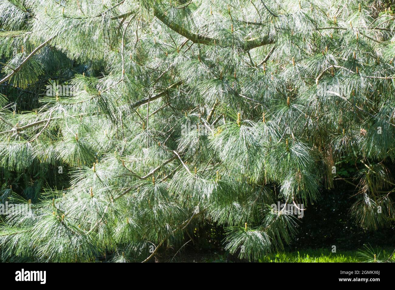Pinus Wallichiana or Bhutan Pine a coniuferous evergreen tree with grey green to grey blue leaves or needles and is fully hardy also Himalayan pine Stock Photo
