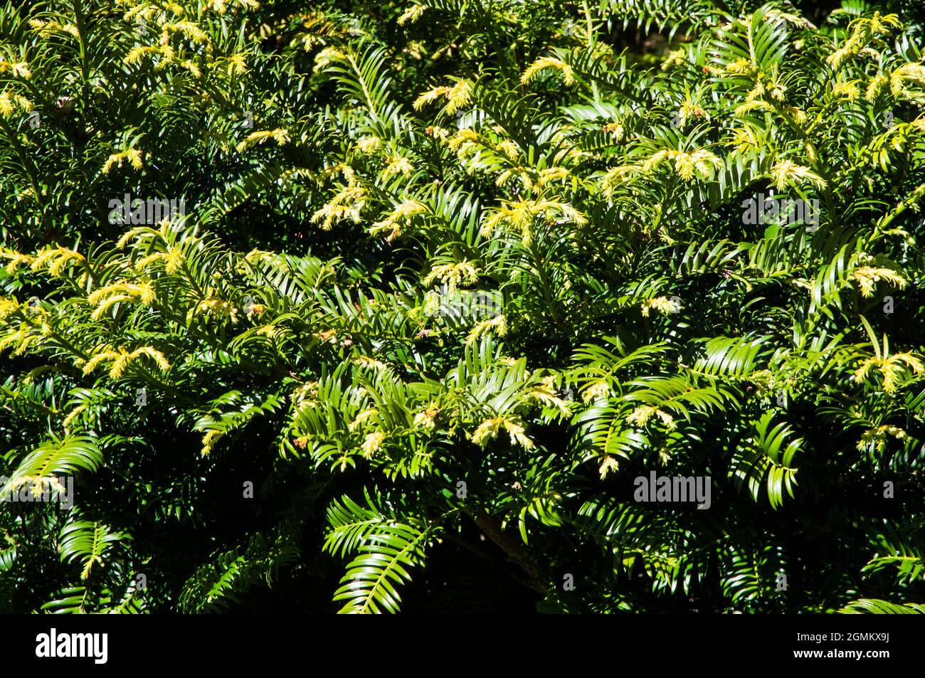 Taxus baccata Yew with bright yellow new growth other names are Common Yew and English Yew a long living evergreen tree that is fully hardy Stock Photo
