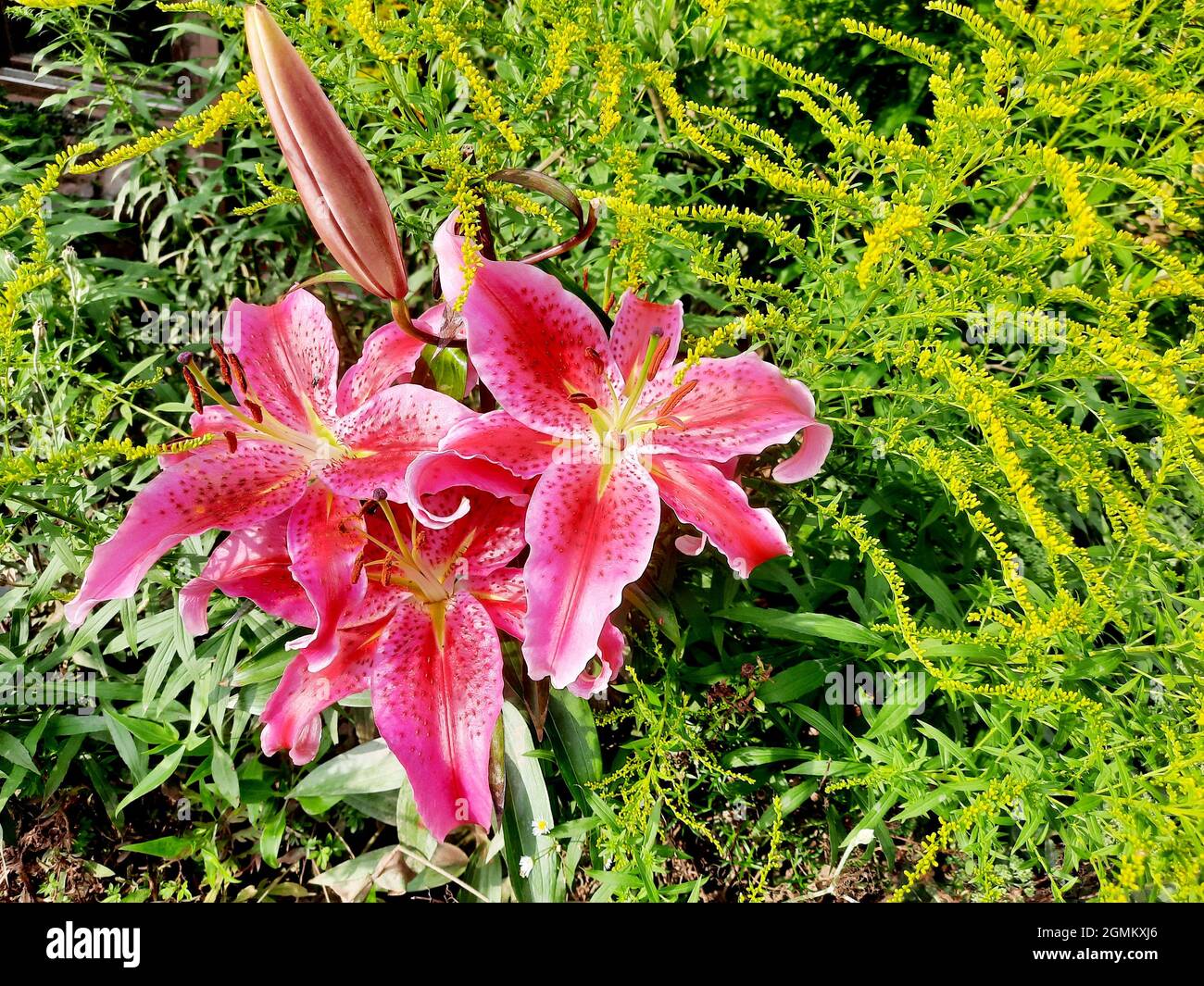 Oriental lily, flowering plant, behind it Canadian goldenrod (Silidago canadiensis) Stock Photo