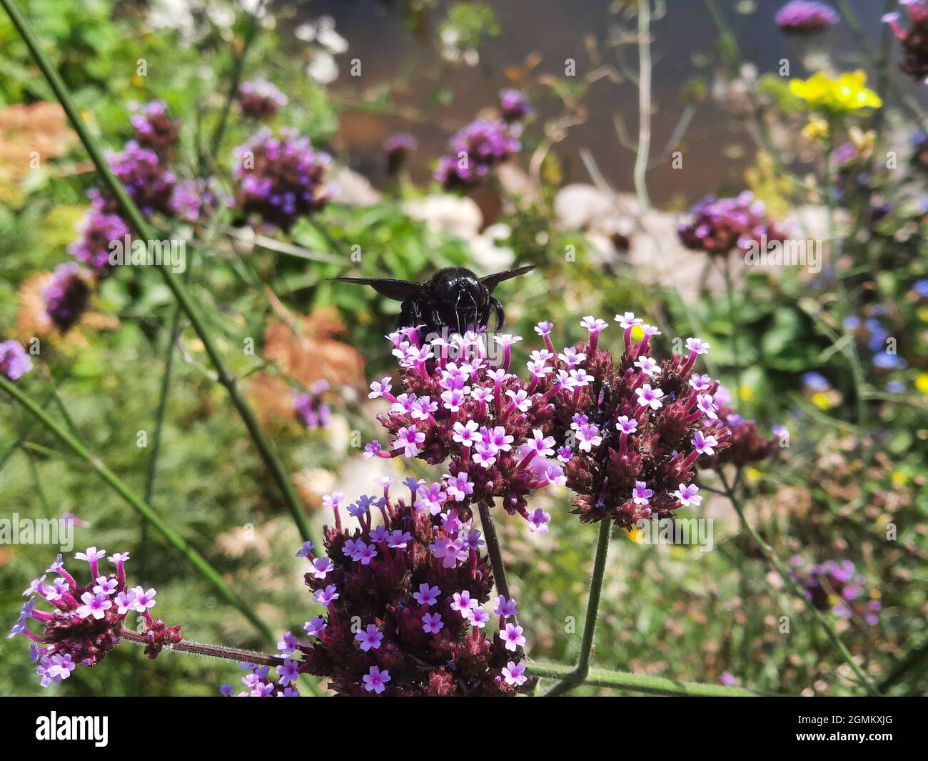 Carpenter bee (Xylocopa sp.) on a Argentinian vervain or  purpletop vervain (Verbena bonariensis) Stock Photo
