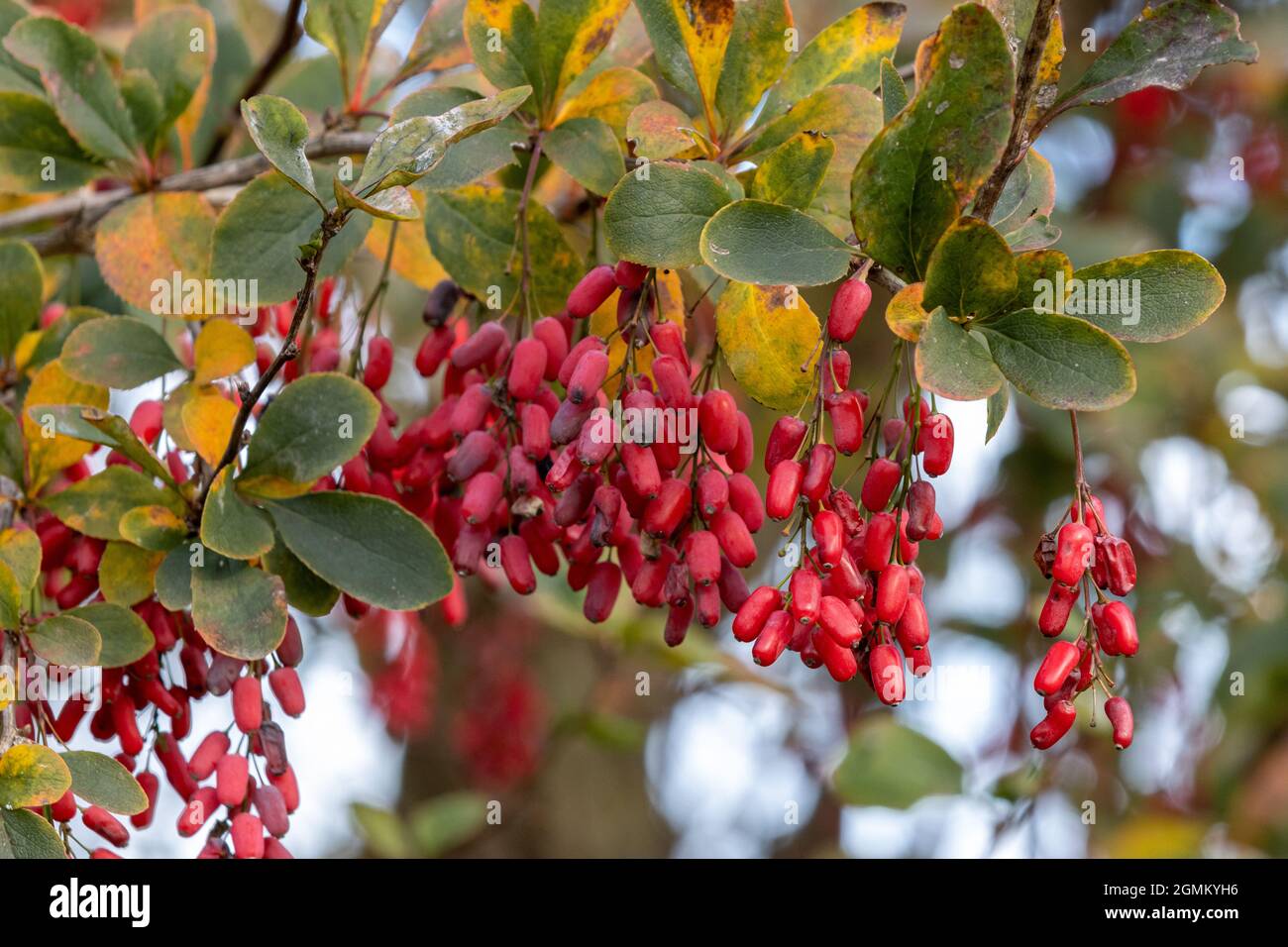Cotoneaster simonsii berries in autumn Stock Photo