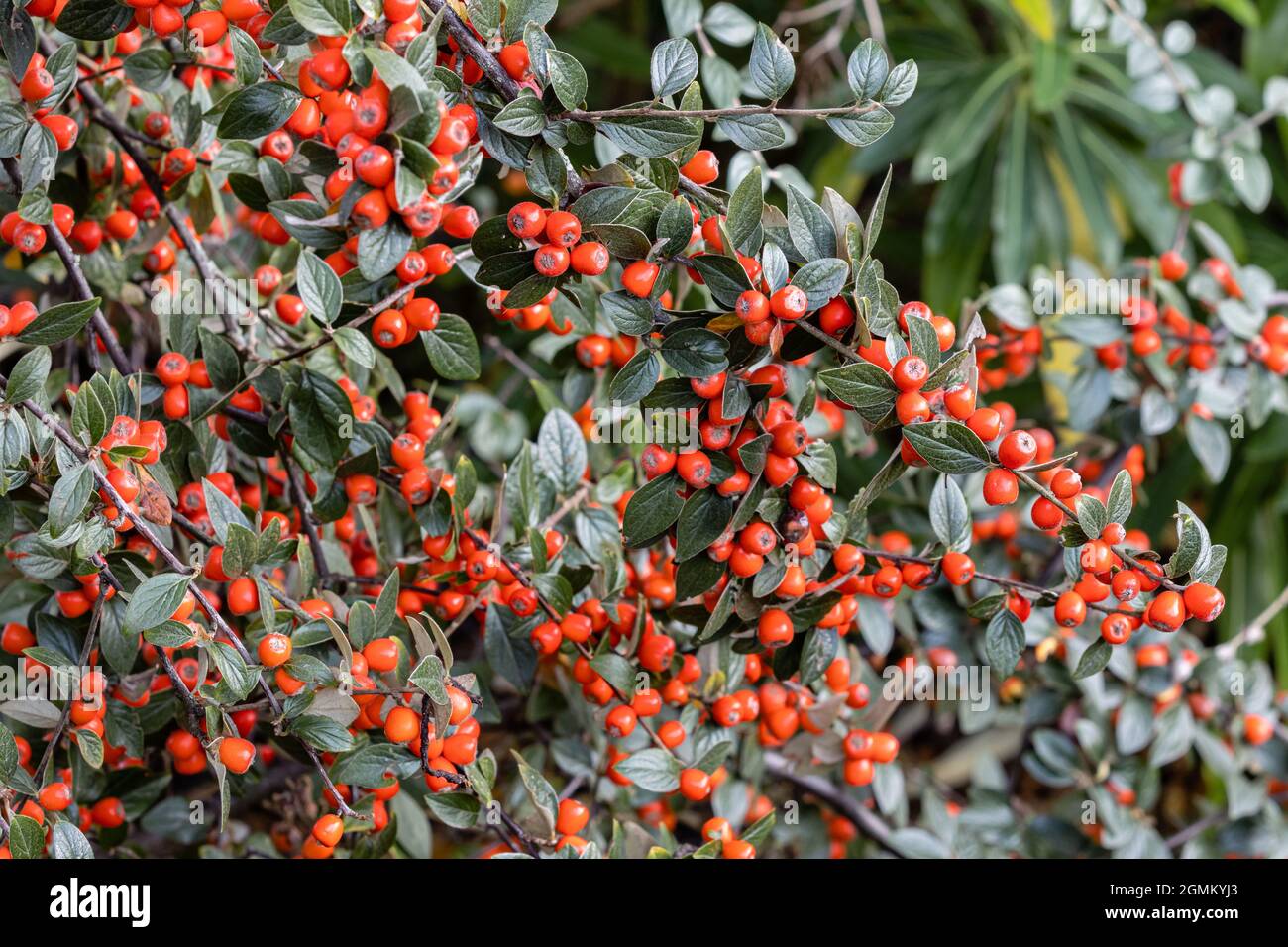 Cotoneaster simonsii berries in autumn Stock Photo