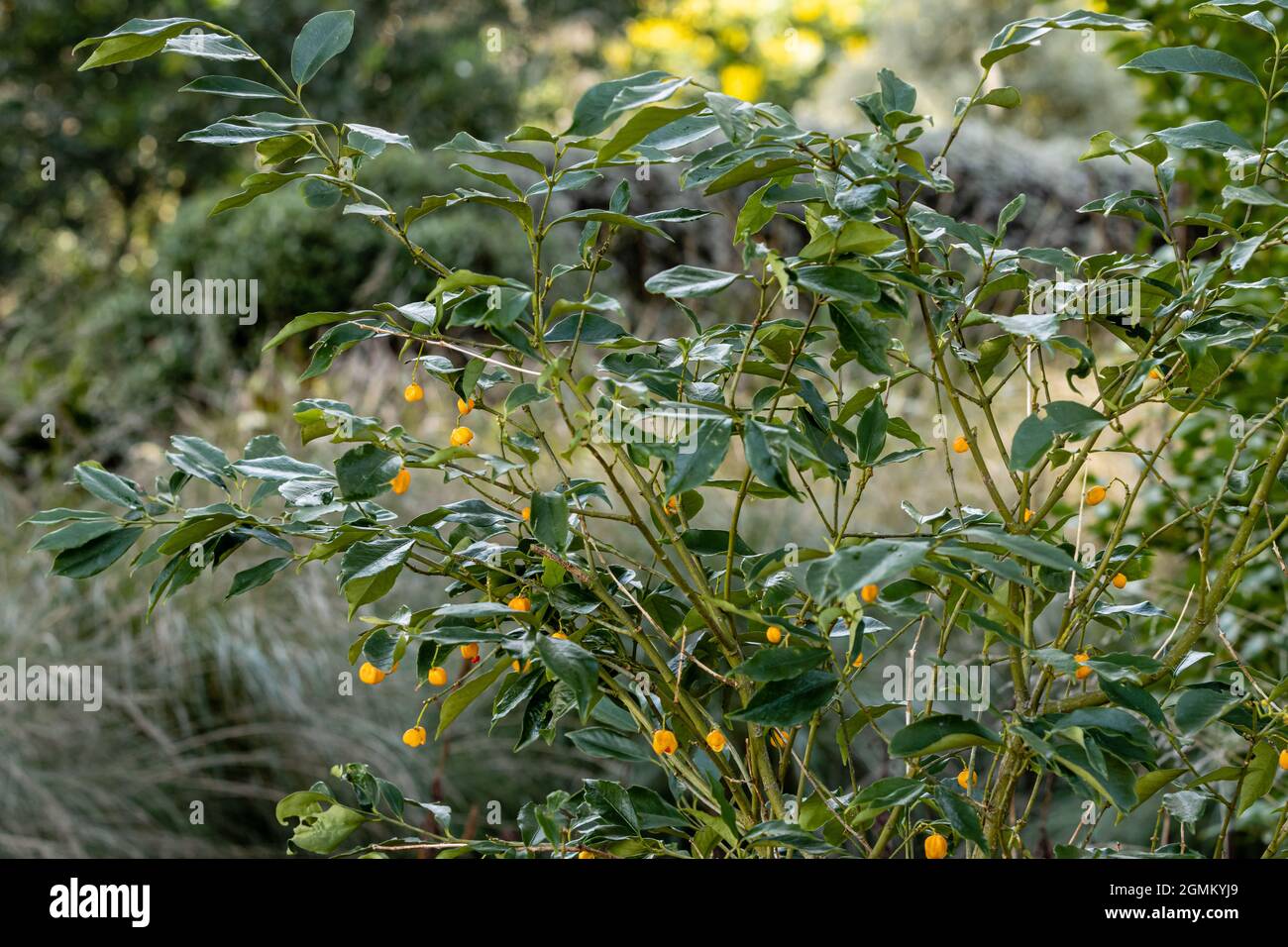 Euonymus myrianthus shrub in berry in autumn Stock Photo