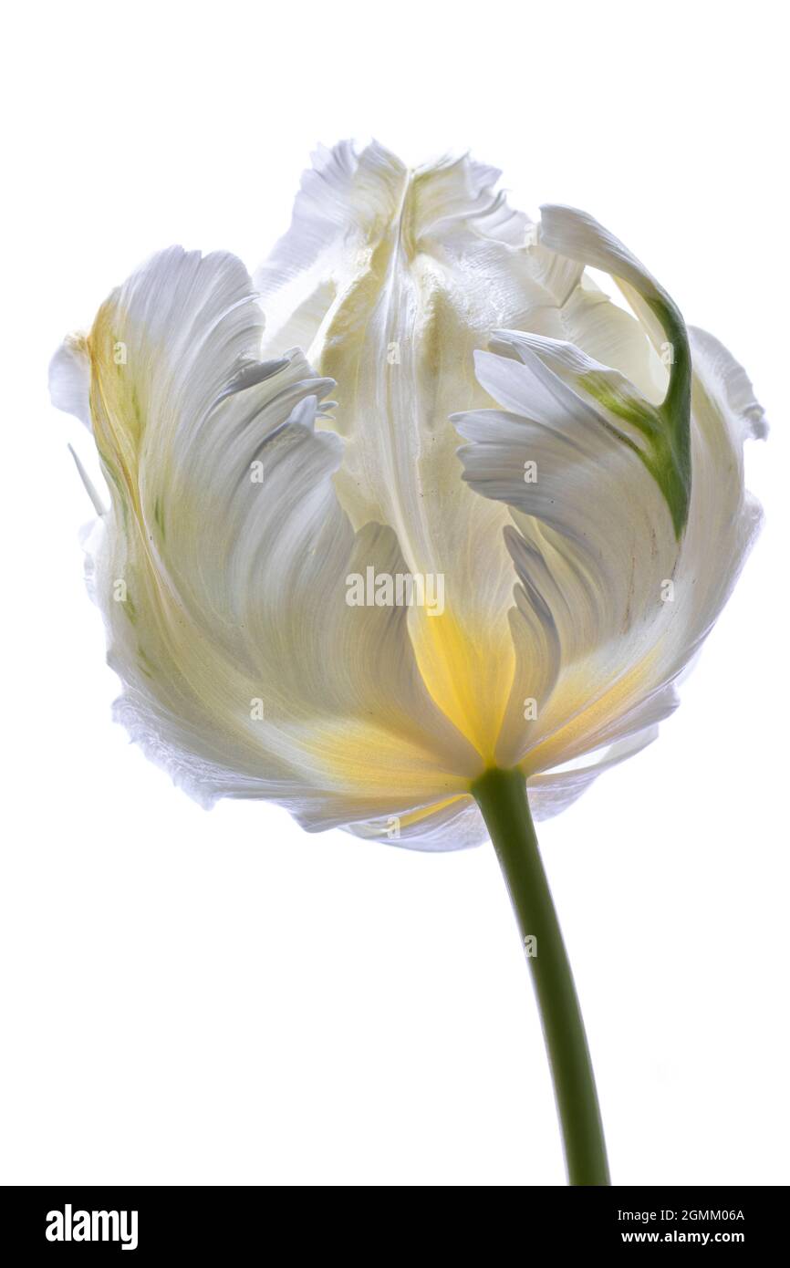 White tulip parrot on white background Stock Photo - Alamy