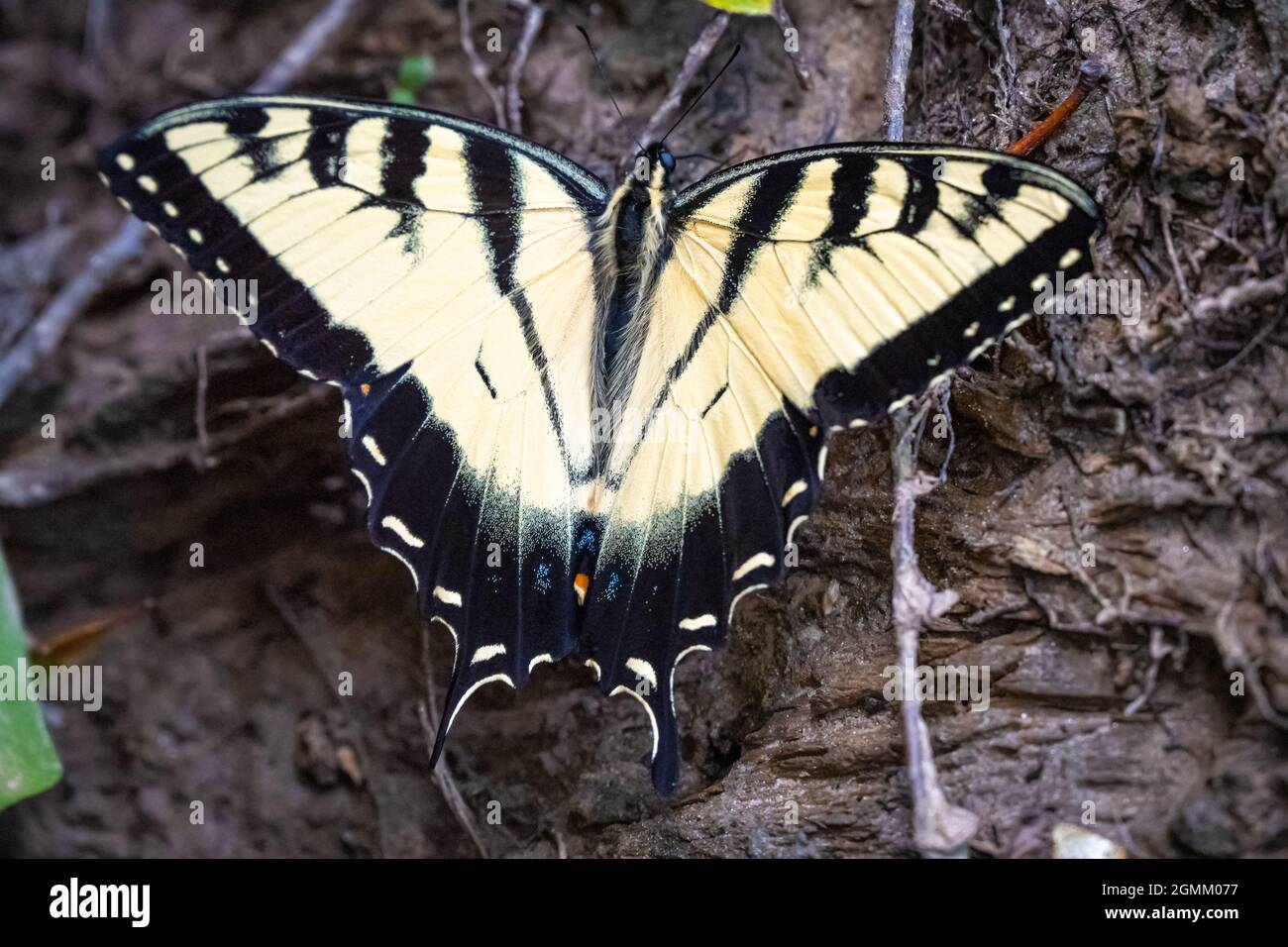 Eastern tiger swallowtail butterfly (Papilio glaucus) alongside the Chattahoochee River in Sandy Springs, Georgia. (USA) Stock Photo