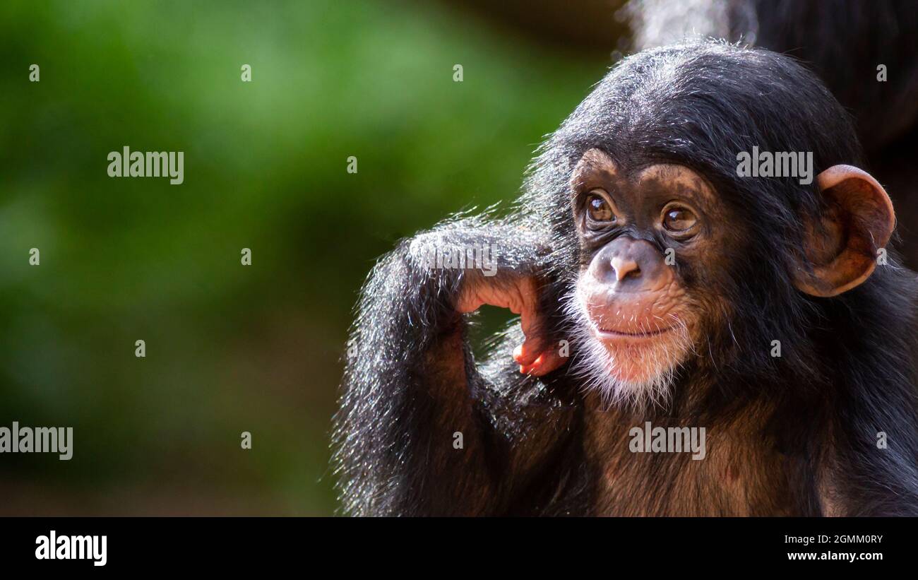 Close up portrait of a cute baby chimpanzee with a big happy smile and room for text Stock Photo