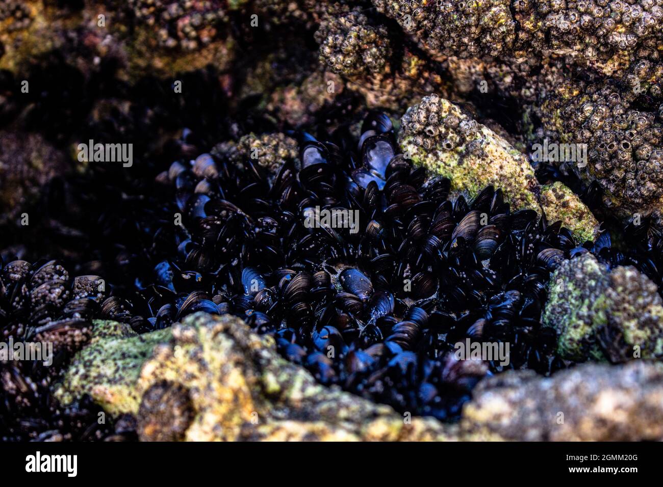 Mussel Rock Stock Photo