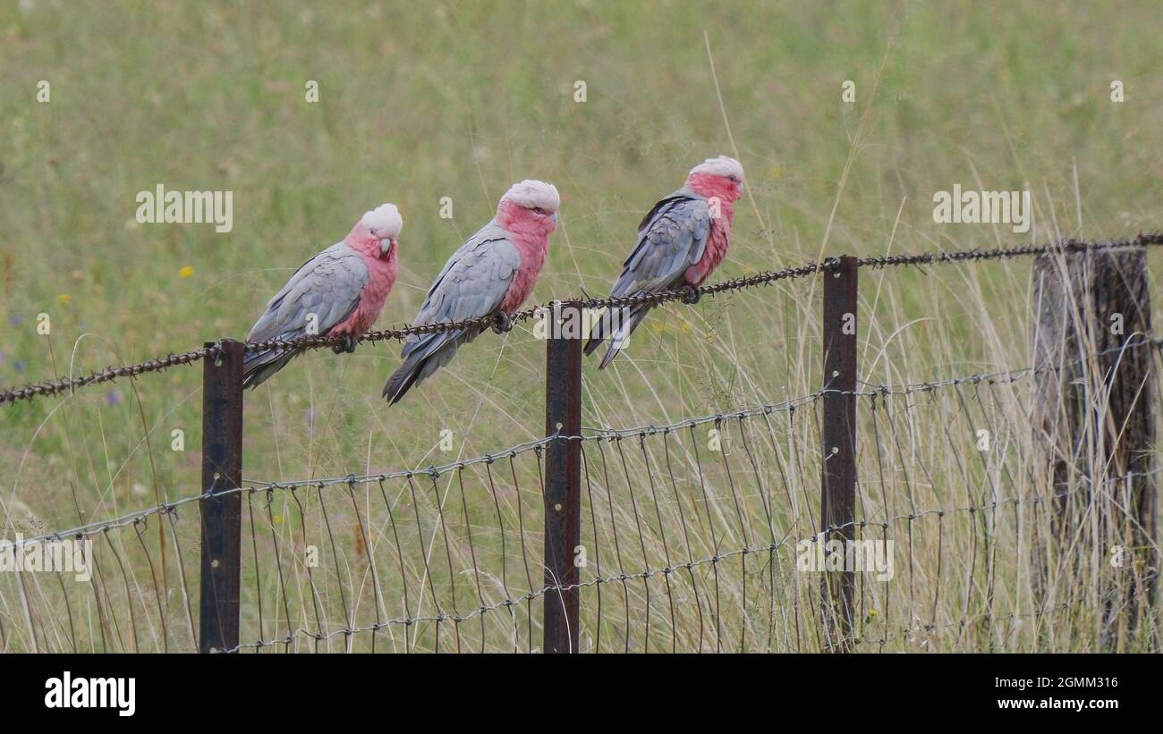 three galahs perched on a wire fence at glen davis Stock Photo