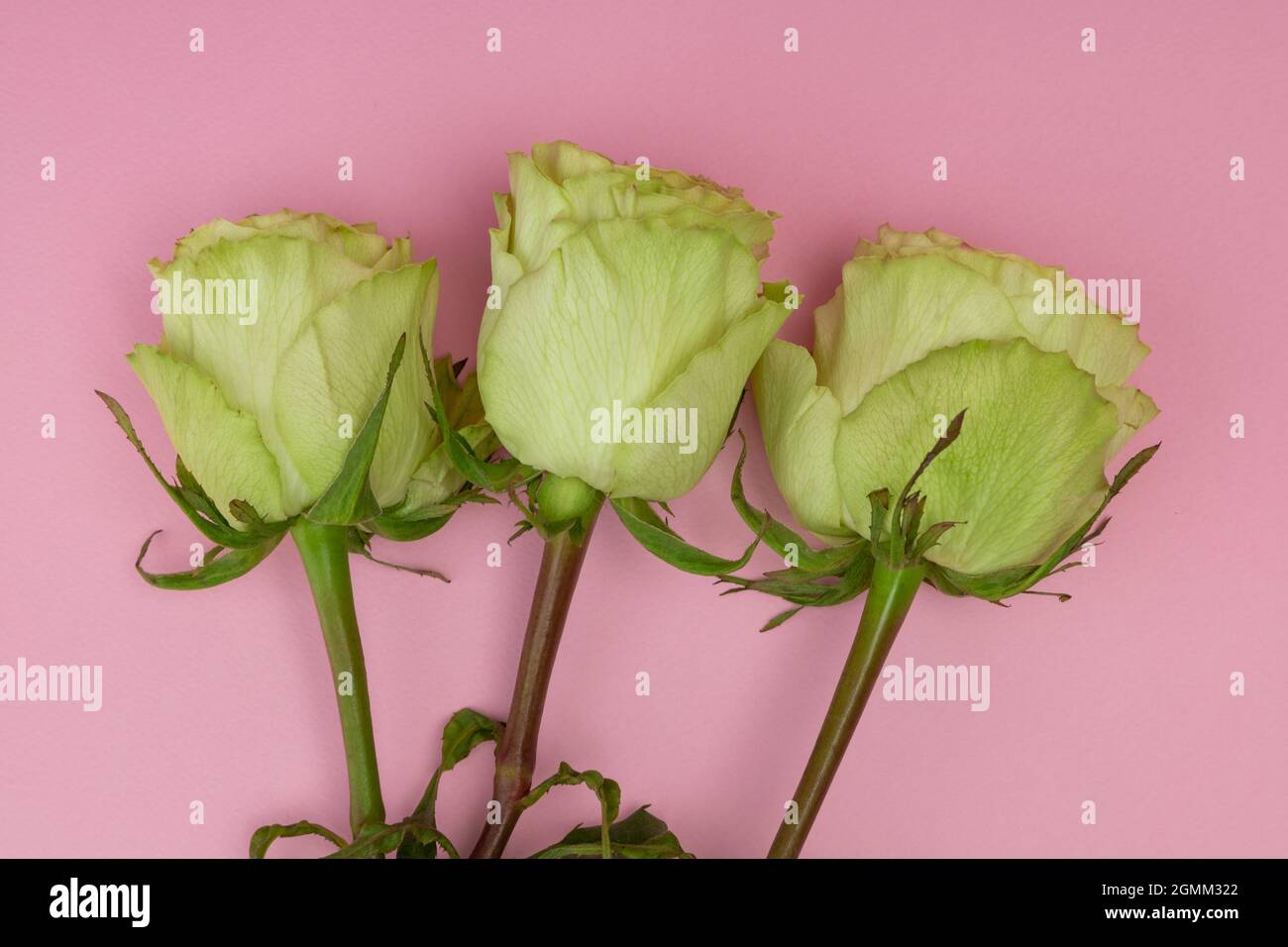 details of three white roses with leaves on a pink background in studio ...