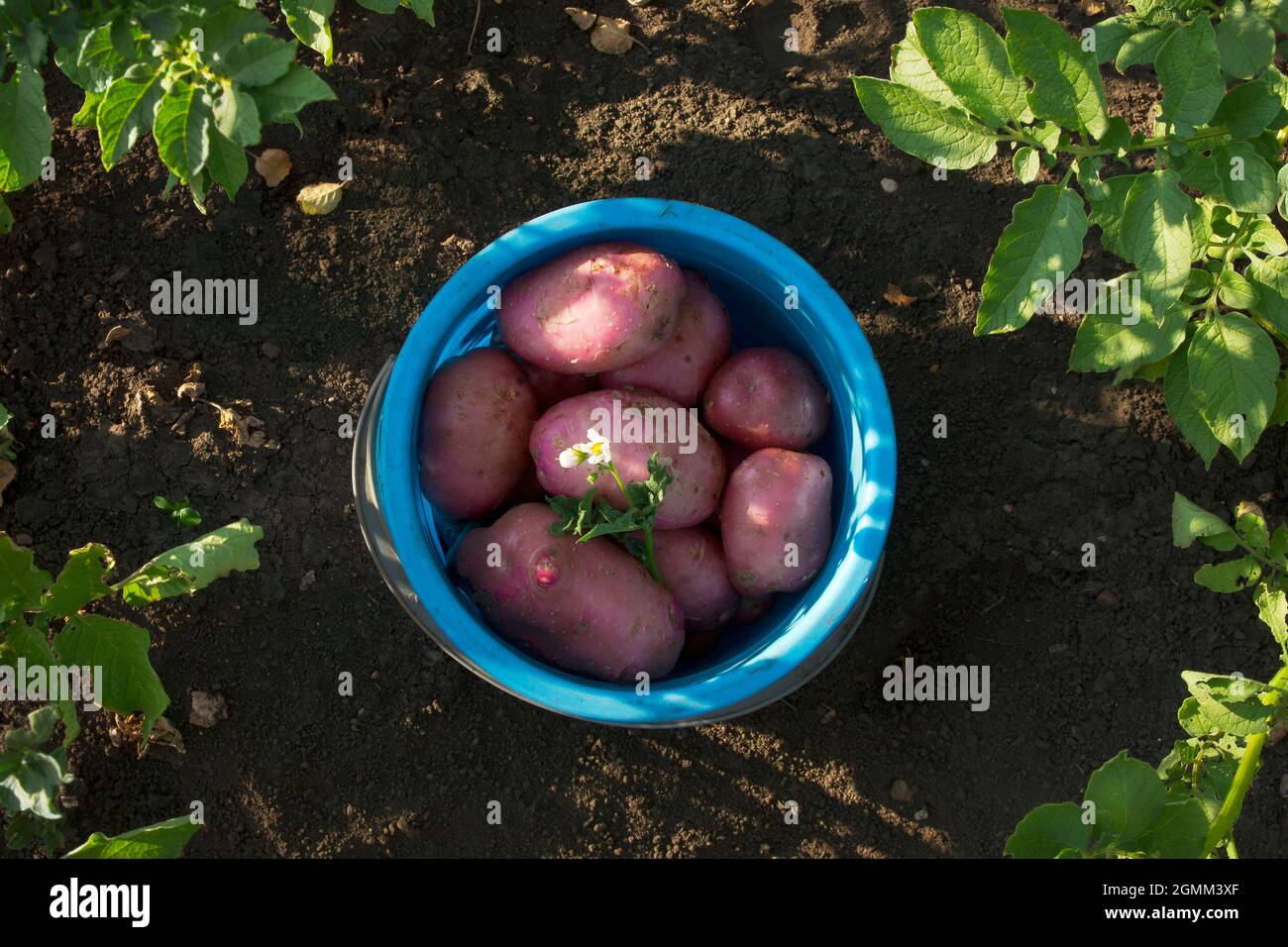 Red potato tubers in the blue plastic bucket on the brown soil background. Crop of potatoes after digging out of the ground. Harvesting time on the da Stock Photo