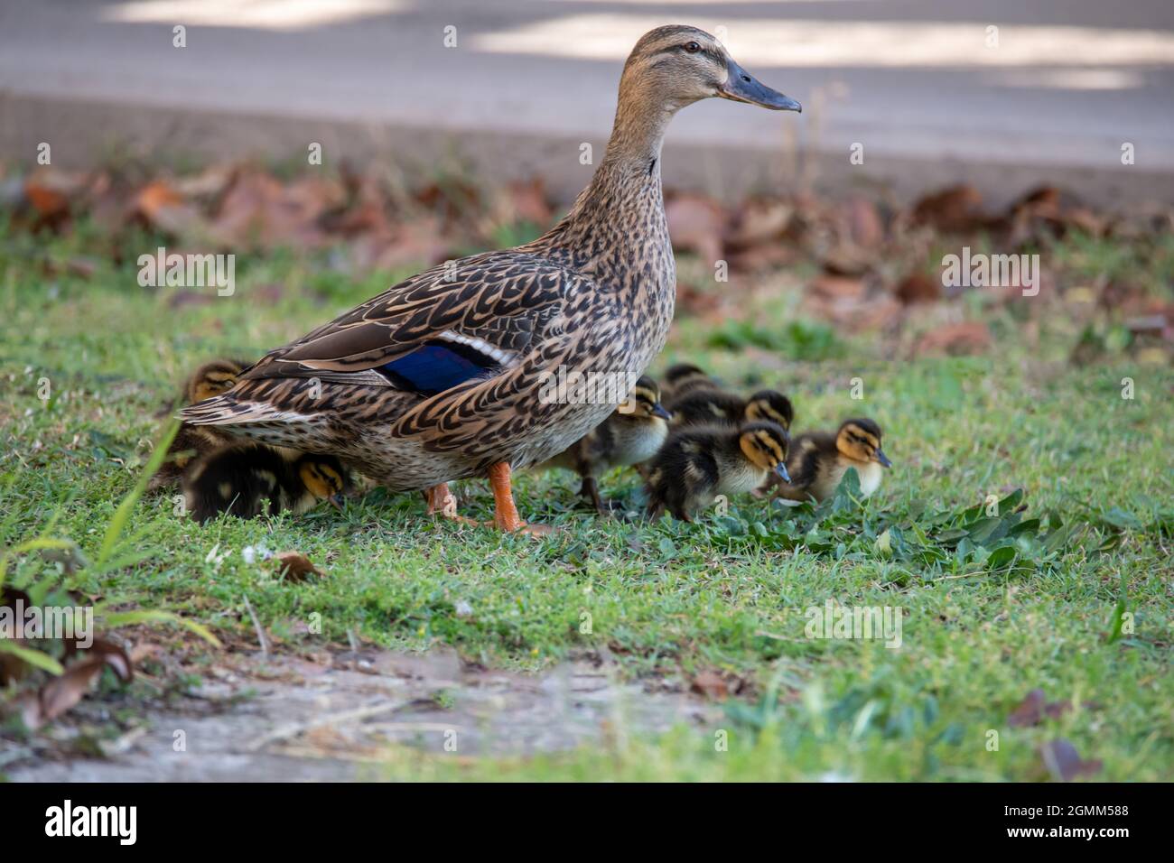 Mallard duck and ducklings in Woy Woy on the Central Coast of NSW