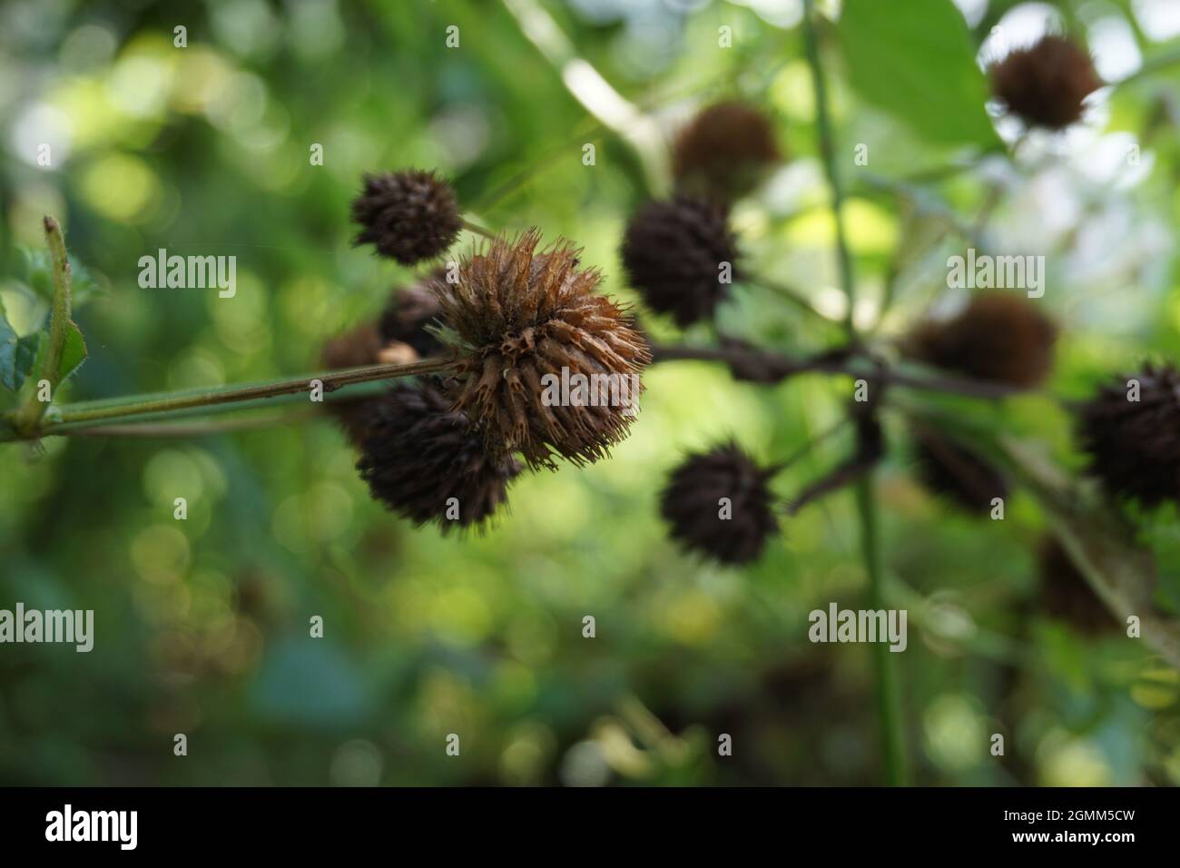 Indian hyptis hi-res stock photography and images - Alamy