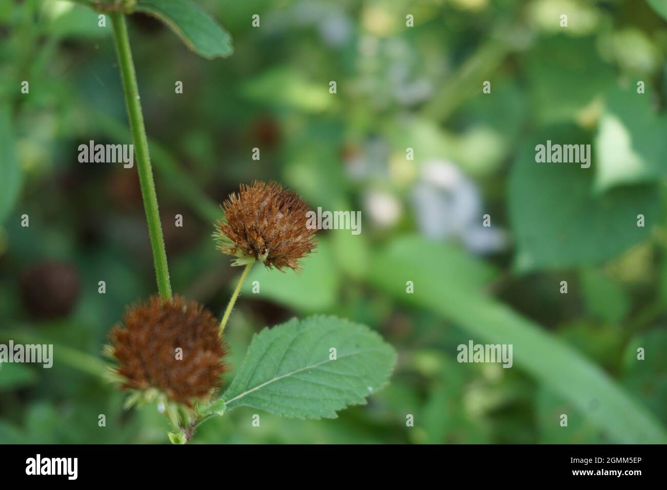 Indian hyptis hi-res stock photography and images - Alamy