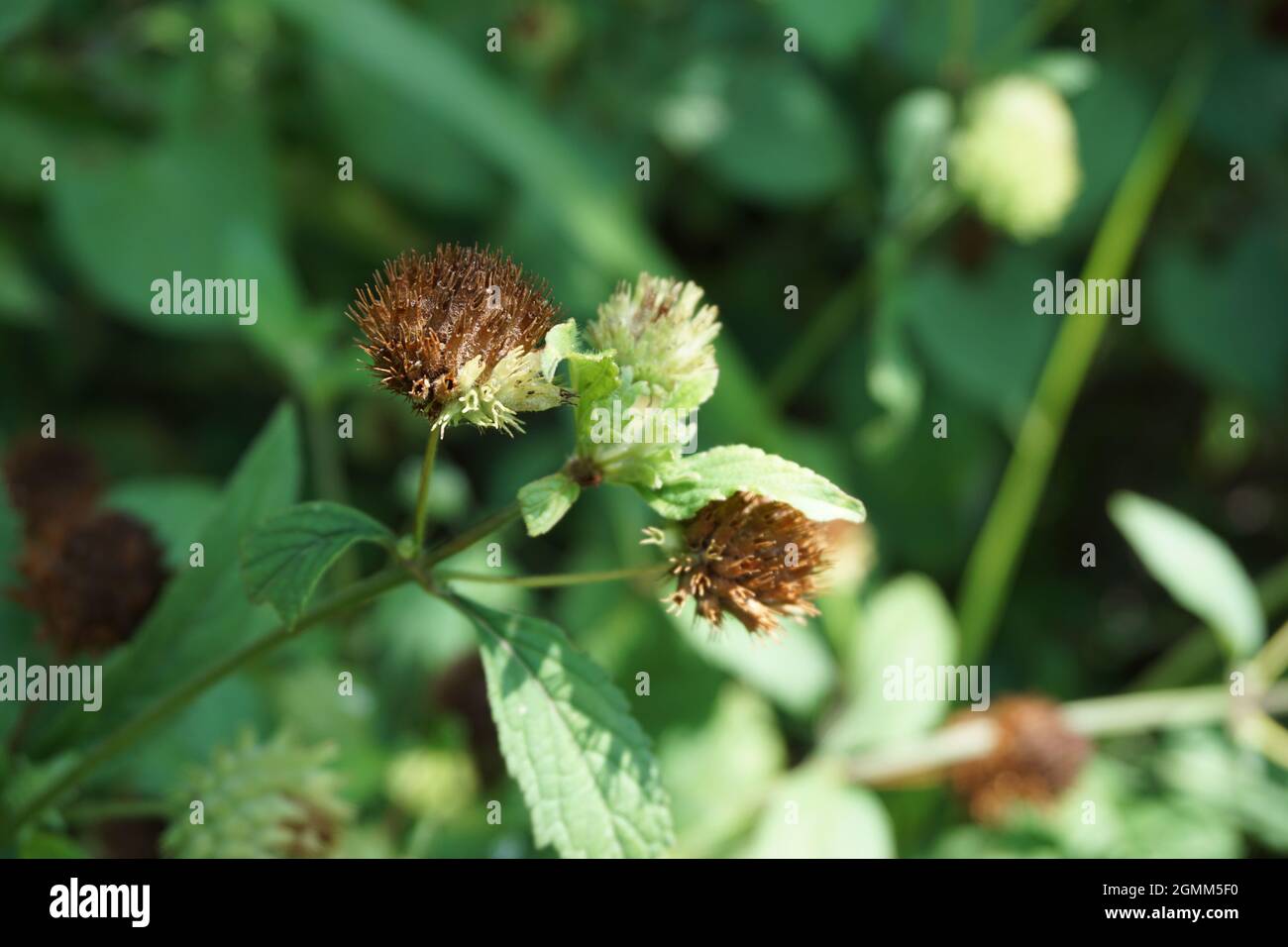 Bushmints (also called cluster bushmint, musky bushmint, musky mint) with a natural background. Stock Photo