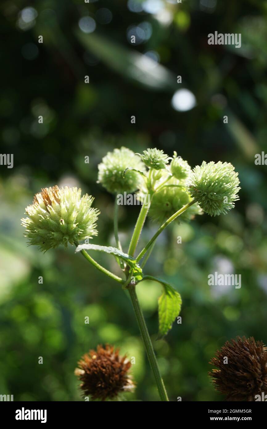 Bushmints (also called cluster bushmint, musky bushmint, musky mint ...