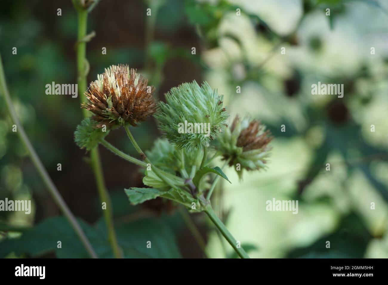 Bushmints (also called cluster bushmint, musky bushmint, musky mint) with a natural background. Stock Photo