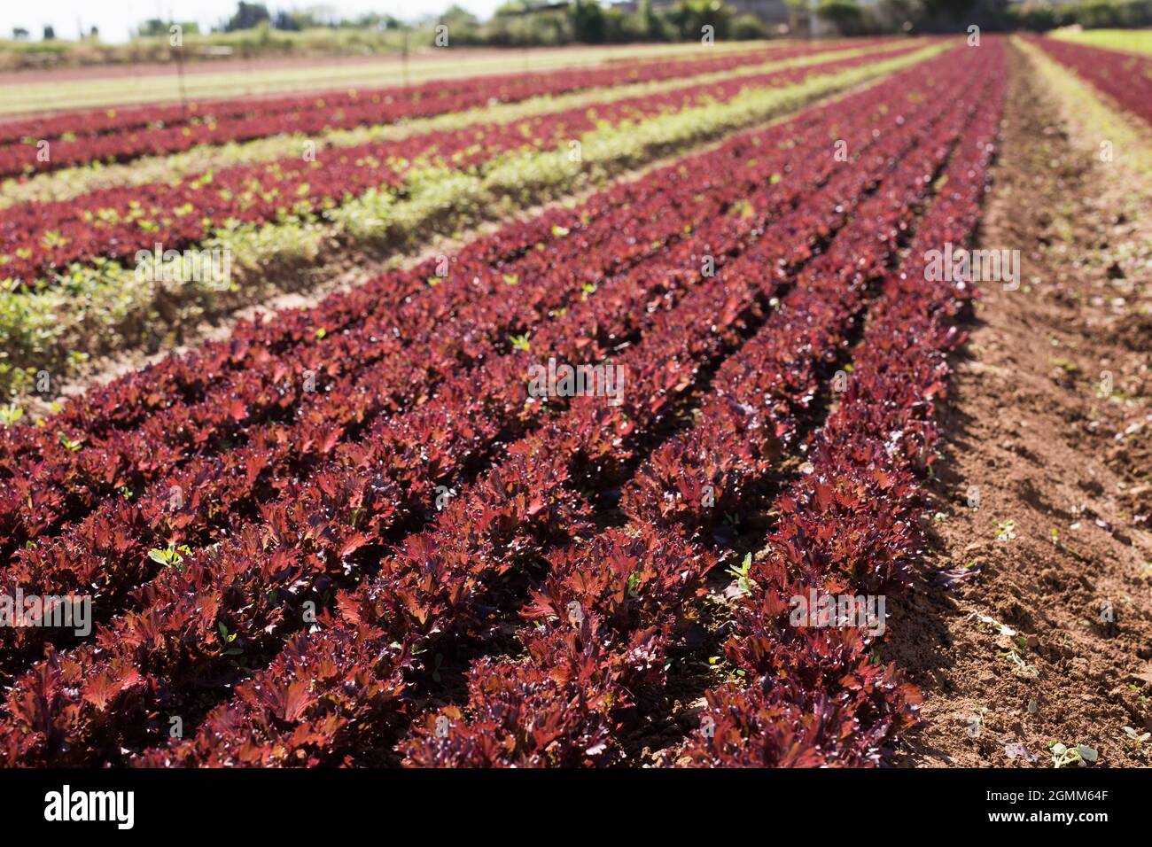 Red lettuce growing on plantation Stock Photo Alamy
