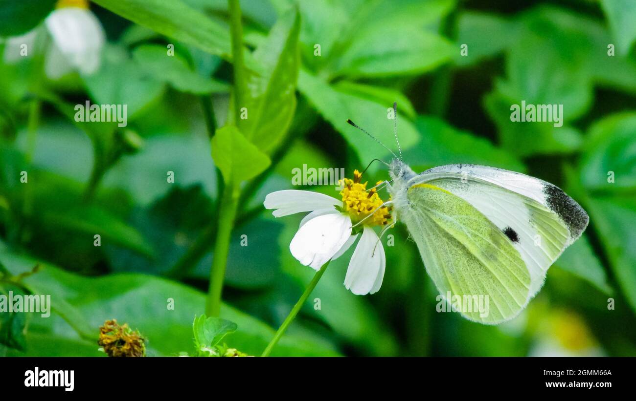 a white butterfly on a Bidens pilosa flower in the garden Stock Photo