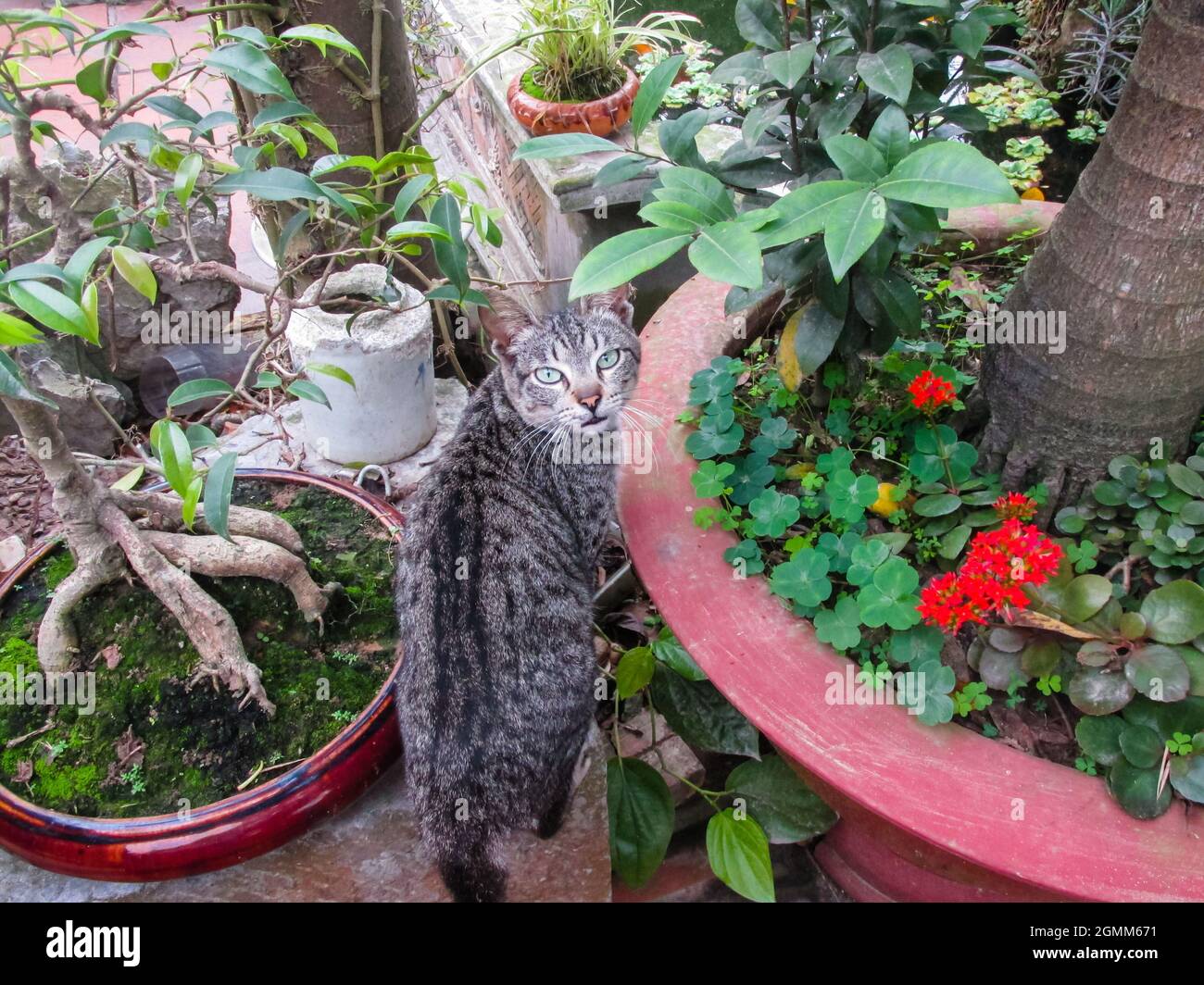a grey cat is looking back at the camera in the garden Stock Photo - Alamy