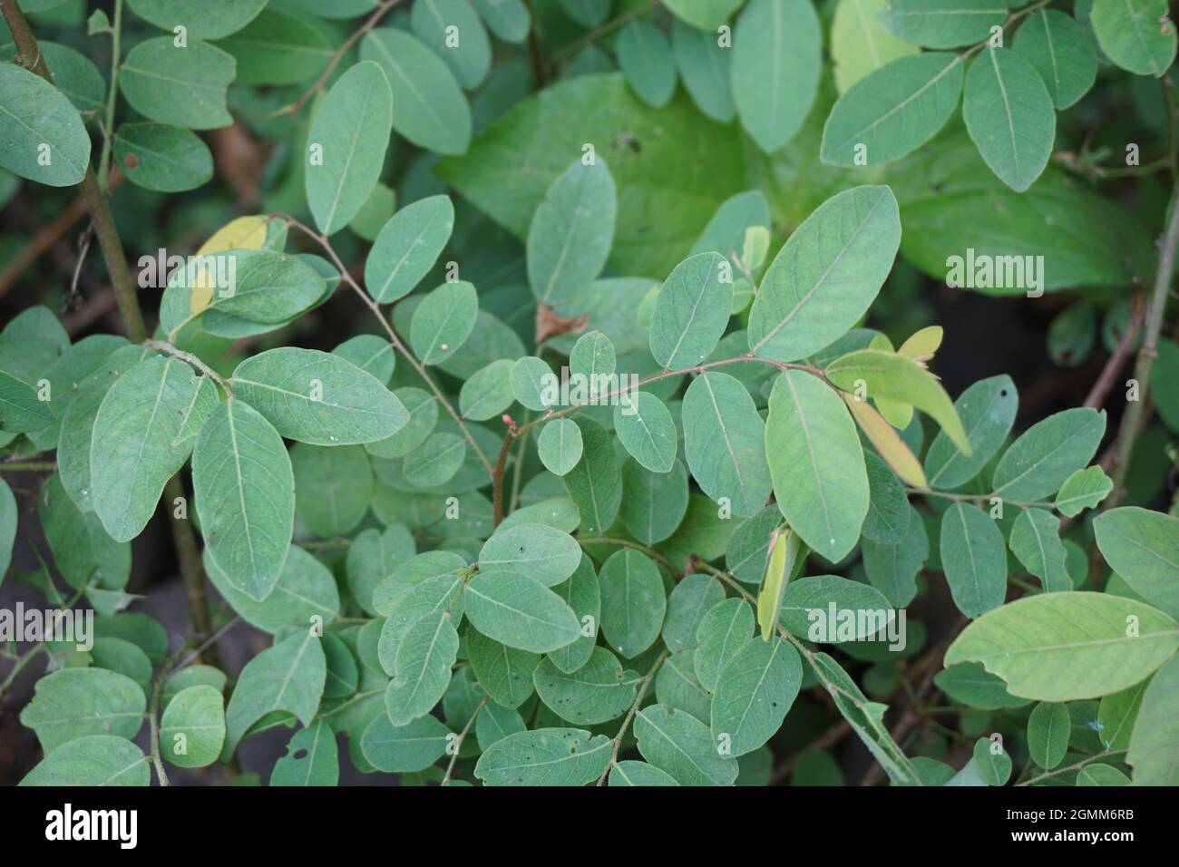 Chinese malunggay hires stock photography and images Alamy