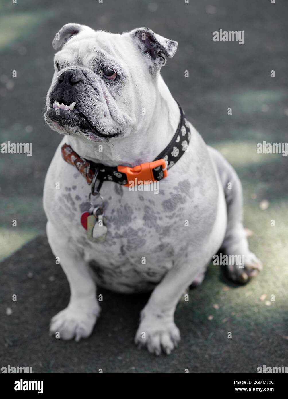 10-Year-Old Blue Merle Male English Bulldog Sitting and Looking Away. Off-leash dog park in Northern California. Stock Photo