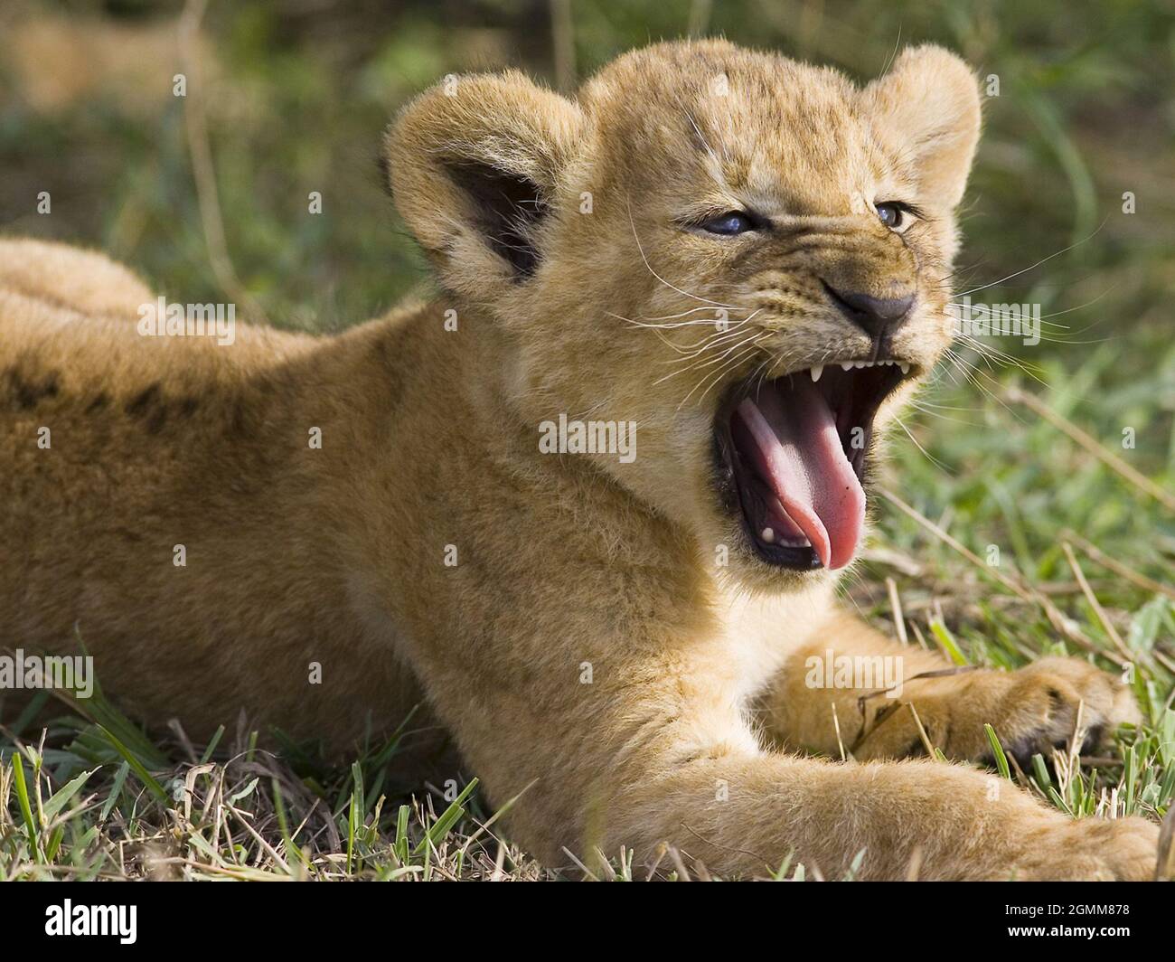 Lion And Lion Baby Stock Photo Alamy