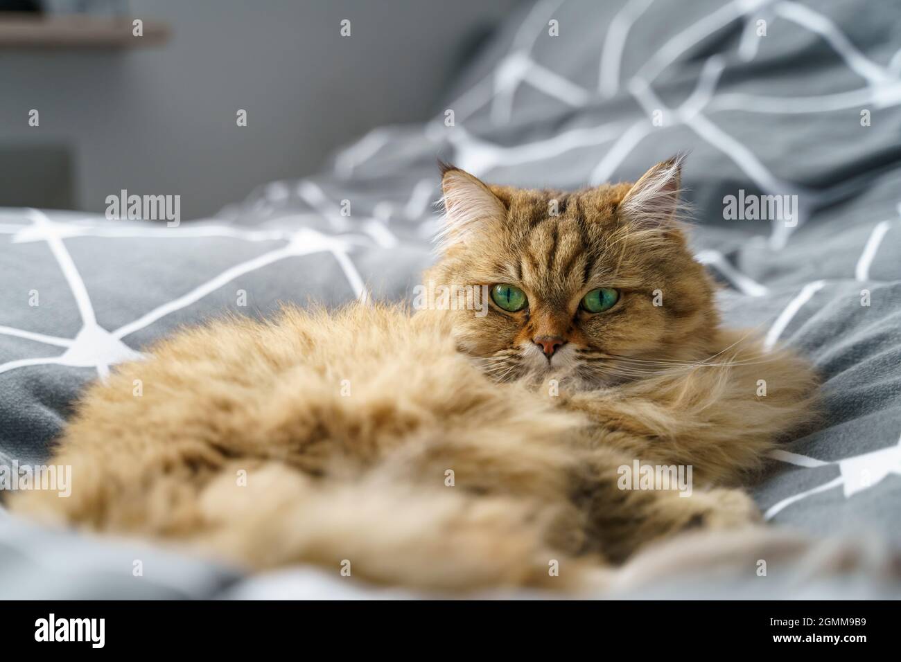 Cute Golden Tabby British Longhair Cat lie on grey bed Stock Photo