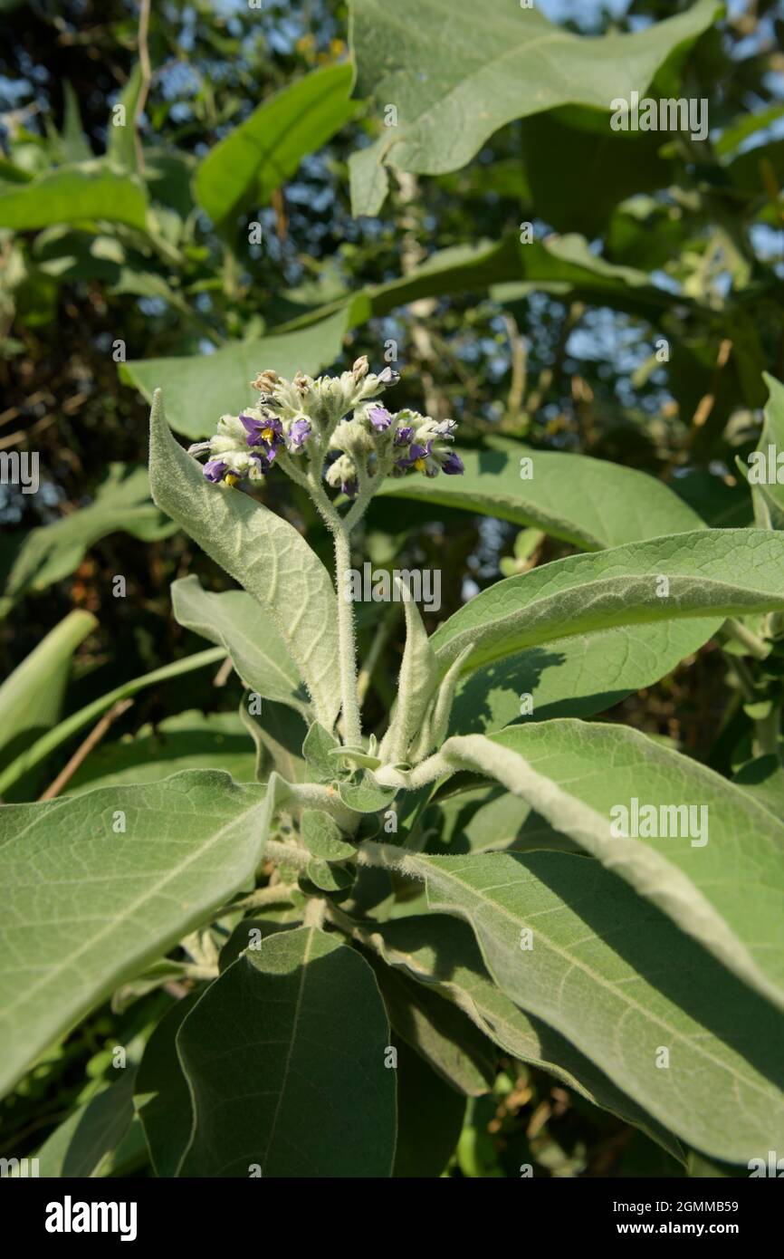 Exotic alien invasive plant, Solanum mauritianum, Earleaf Nightshade, Flannel weed, Bug weed, growing in KwaZulu-Natal, South Africa, illustration Stock Photo