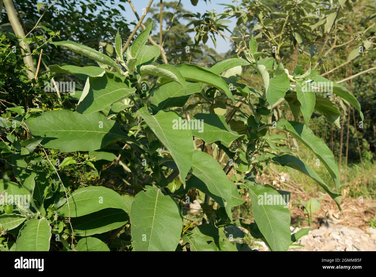 Exotic alien invasive plant, Solanum mauritianum, Earleaf Nightshade, Flannel weed, Bug weed, growing wild KwaZulu-Natal, South Africa, illustration Stock Photo