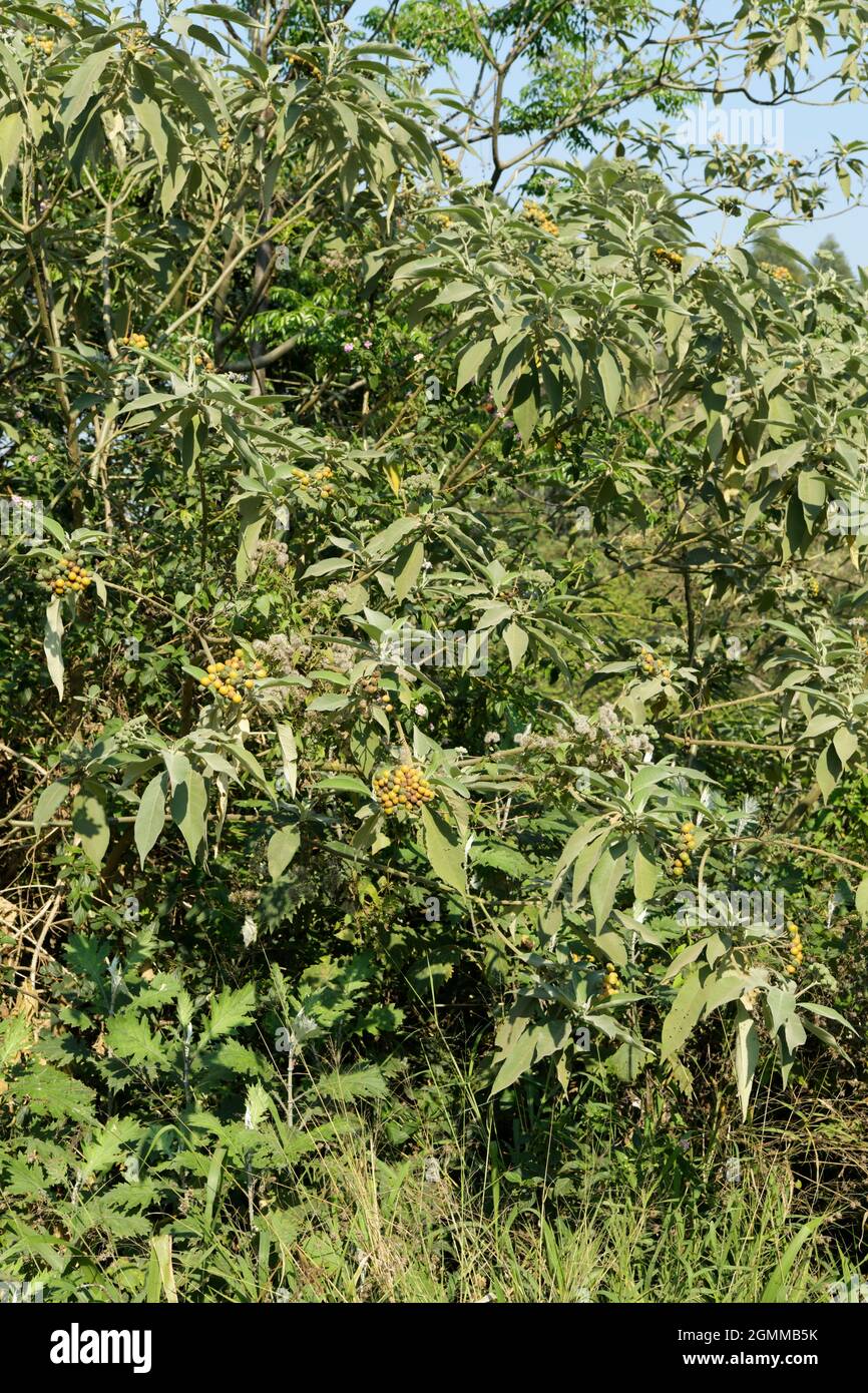 Exotic alien plant invader, berries, fruit, Solanum mauritianum, growing KwaZulu-Natal, South Africa, Earleaf Nightshade, Flannel Weed, Bugweed Stock Photo