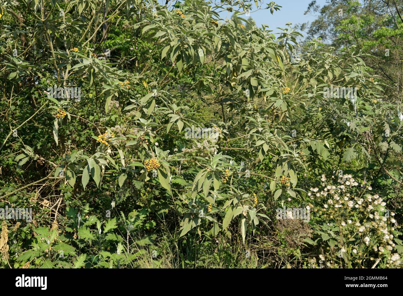 Exotic alien plant invader, berries, fruit, Solanum mauritianum, growing KwaZulu-Natal, South Africa, Earleaf Nightshade, Flannel Weed, Bugweed Stock Photo