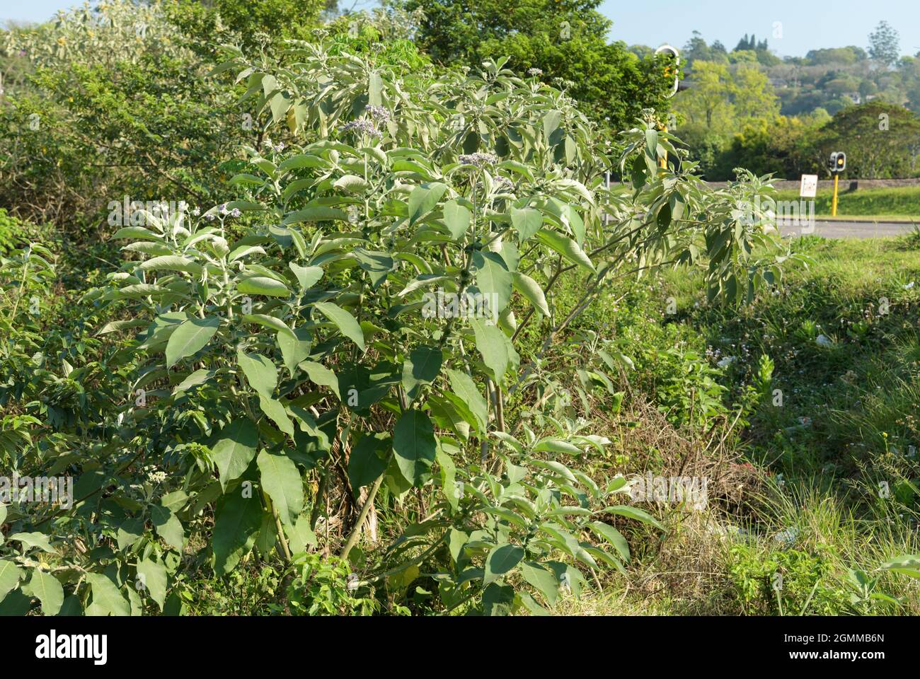 Exotic alien invasive plant, Solanum mauritianum, Earleaf Nightshade, Flannel weed, Bug weed, growing wild KwaZulu-Natal, South Africa, illustration Stock Photo