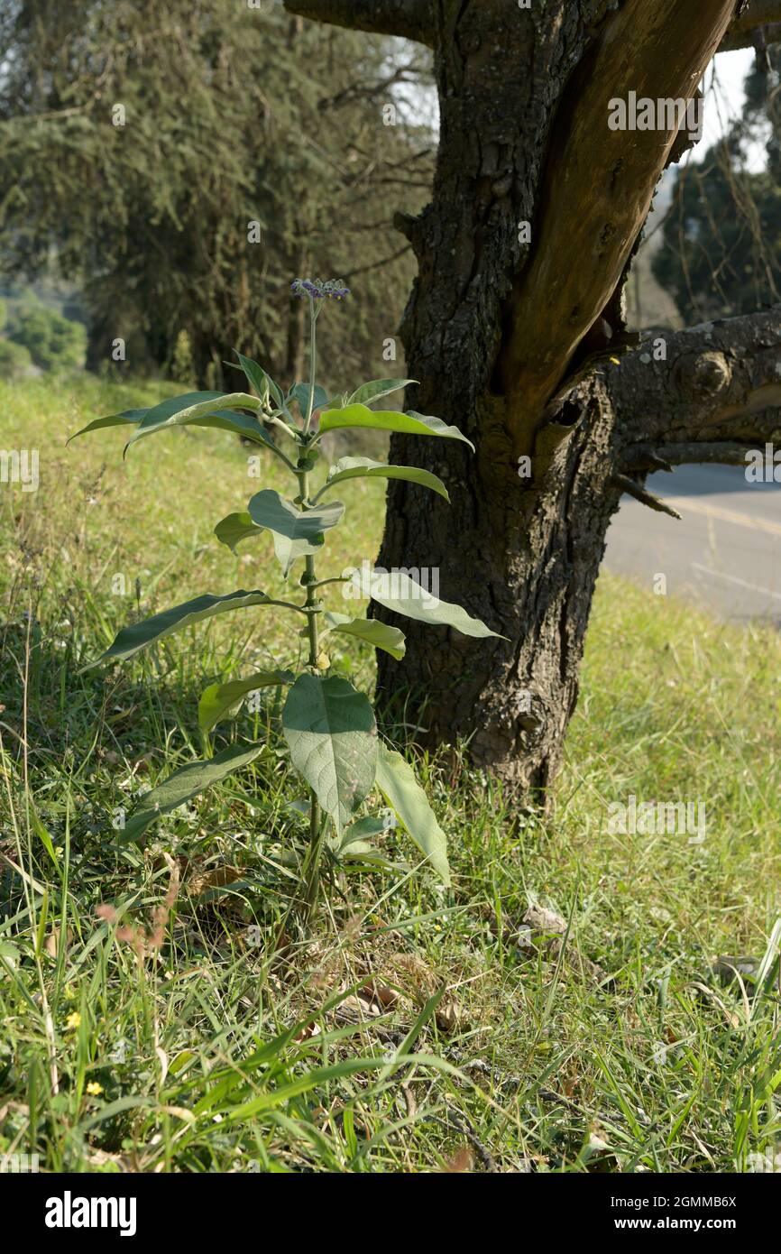 Alien exotic plant invader, Solanum mauritianum, Earleaf Nightshade, Bug weed, Flannel weed, illustration, growing in KwaZulu-Natal, South Africa Stock Photo