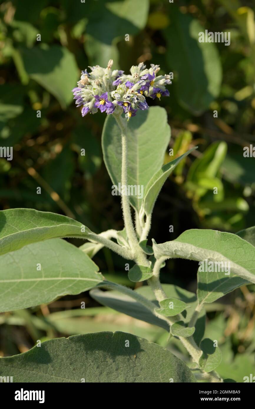 Flowers, exotic alien plant invader, Solanum mauritianum, flannel weed, bugweed, invasive species in KwaZulu-Natal, South Africa, growth, illustration Stock Photo