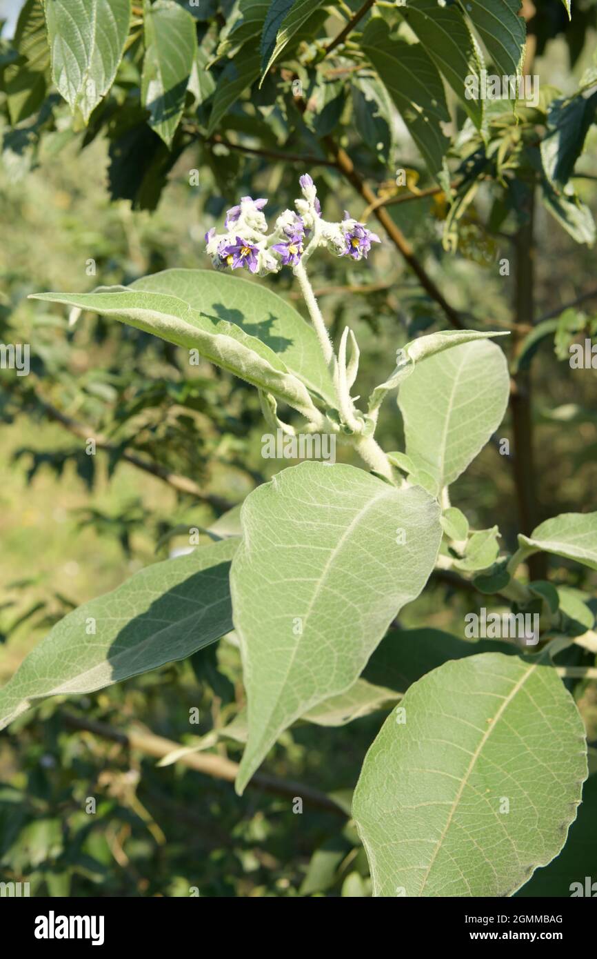 Flowers, exotic alien plant invader, Solanum mauritianum, flannel weed, bugweed, invasive species in KwaZulu-Natal, South Africa, growth, illustration Stock Photo