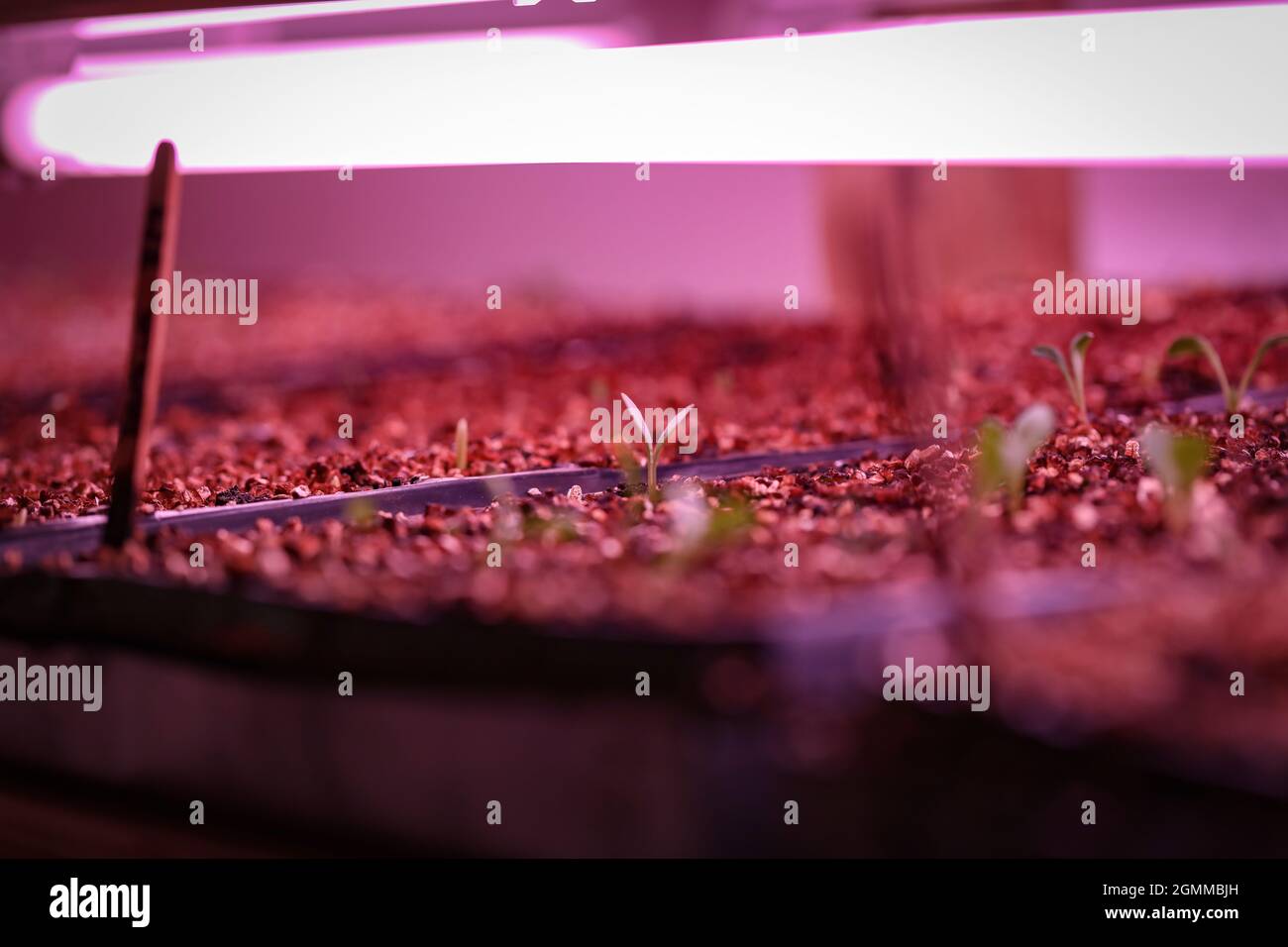Seed raising on flower farm indoors under pink grow lights Stock Photo Alamy