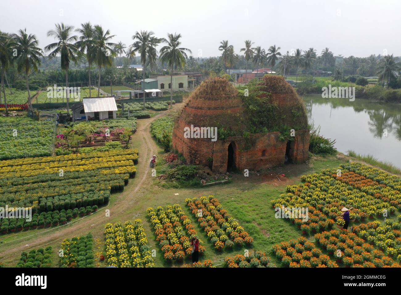 Cai Mon flower village in Ben Tre province southern Vietnam Stock Photo