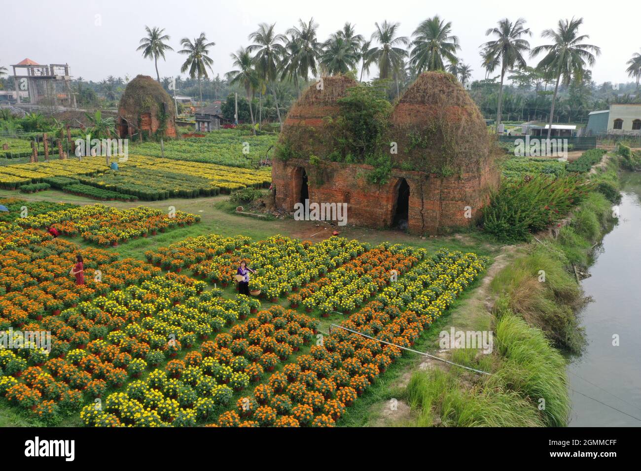 Cai Mon flower village in Ben Tre province southern Vietnam Stock Photo