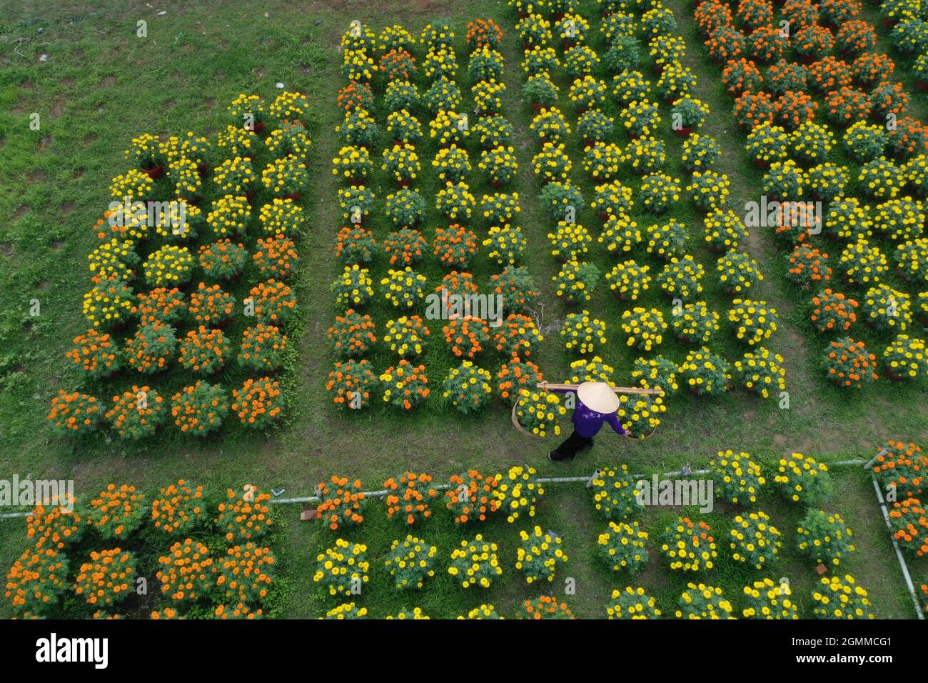 Cai Mon flower village in Ben Tre province southern Vietnam Stock Photo