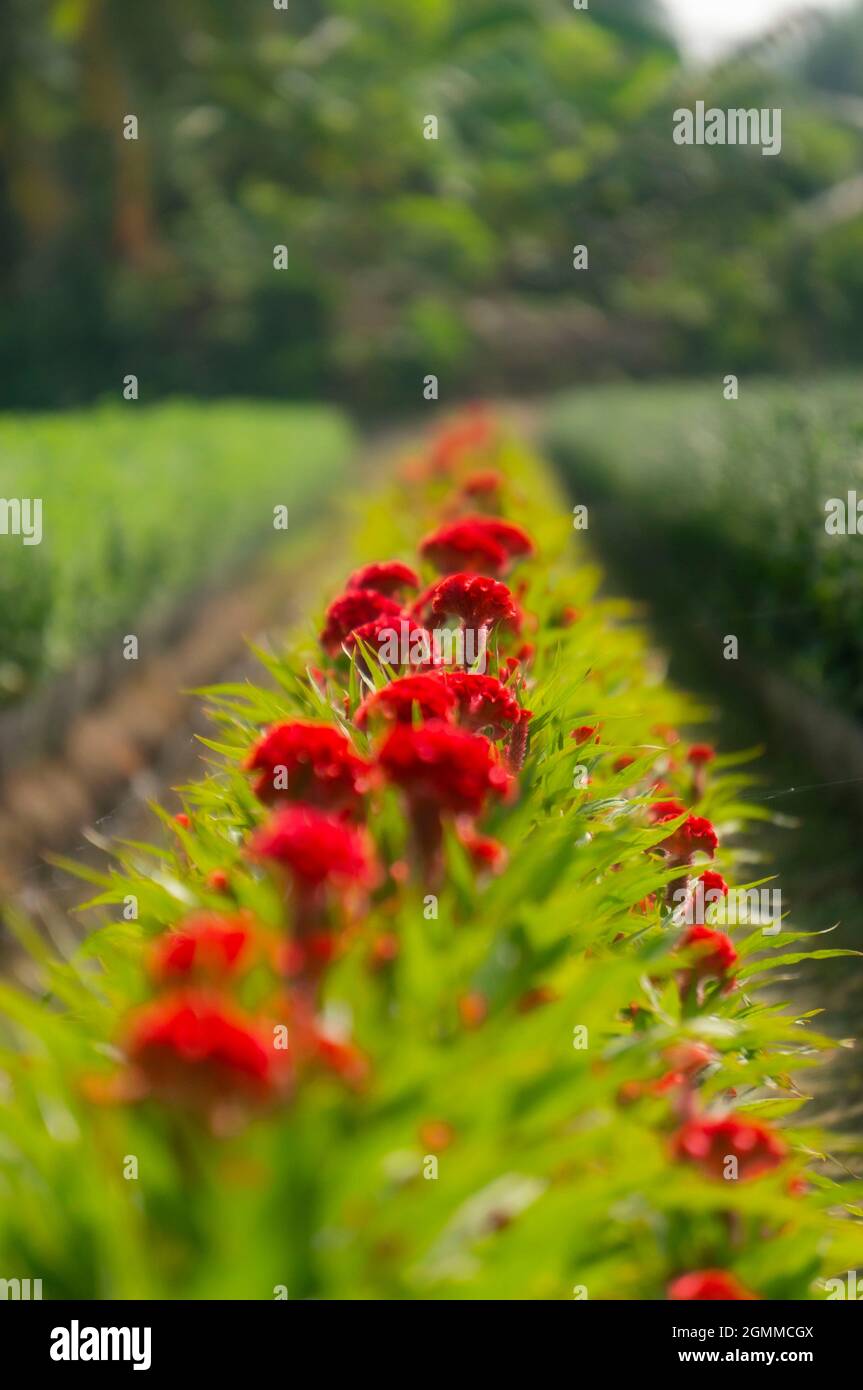 Cai Mon flower village in Ben Tre province southern Vietnam Stock Photo