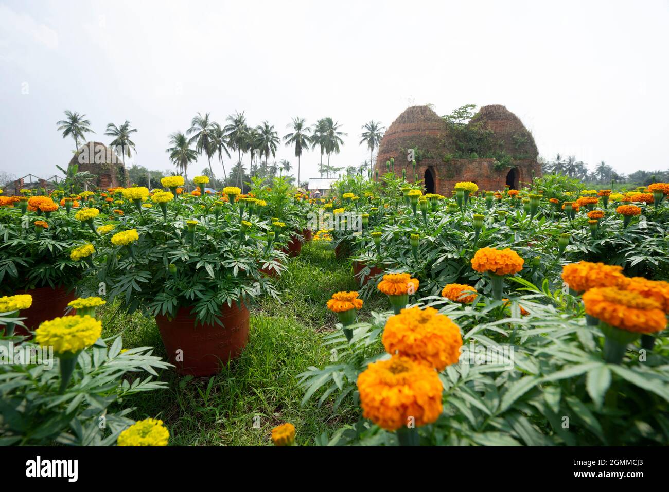 Cai Mon flower village in Ben Tre province southern Vietnam Stock Photo